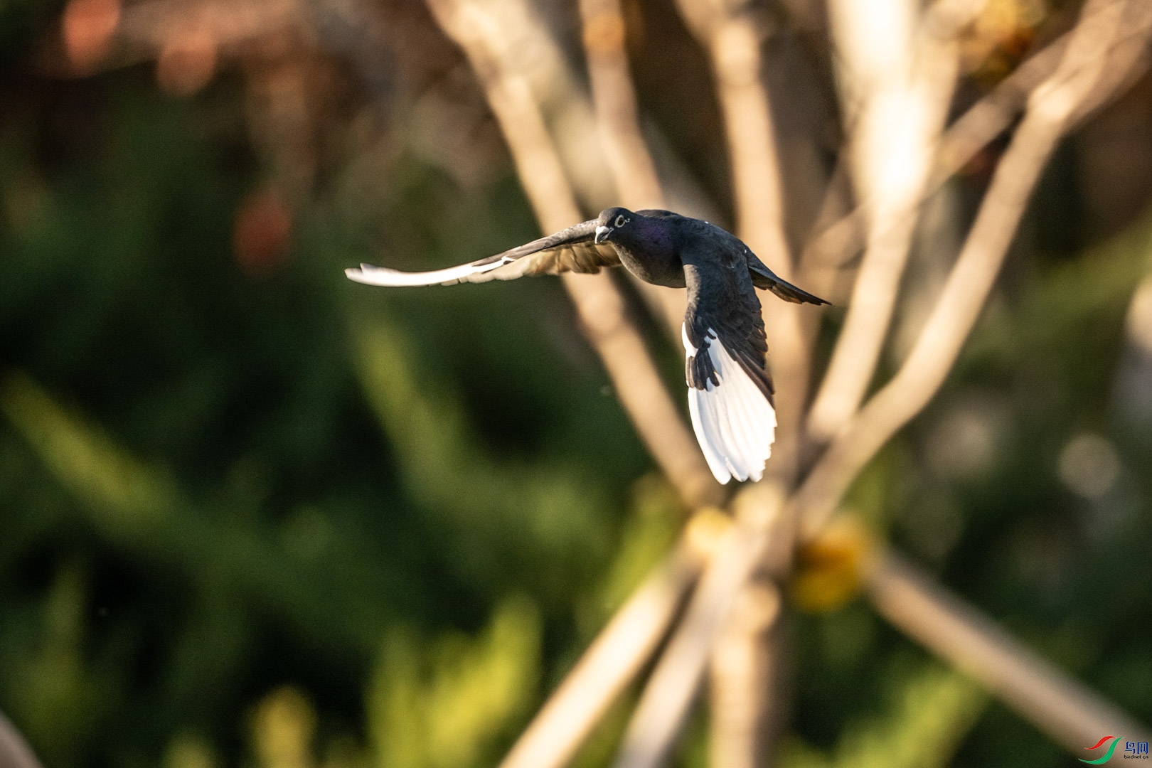 DSC_7700_1.jpg