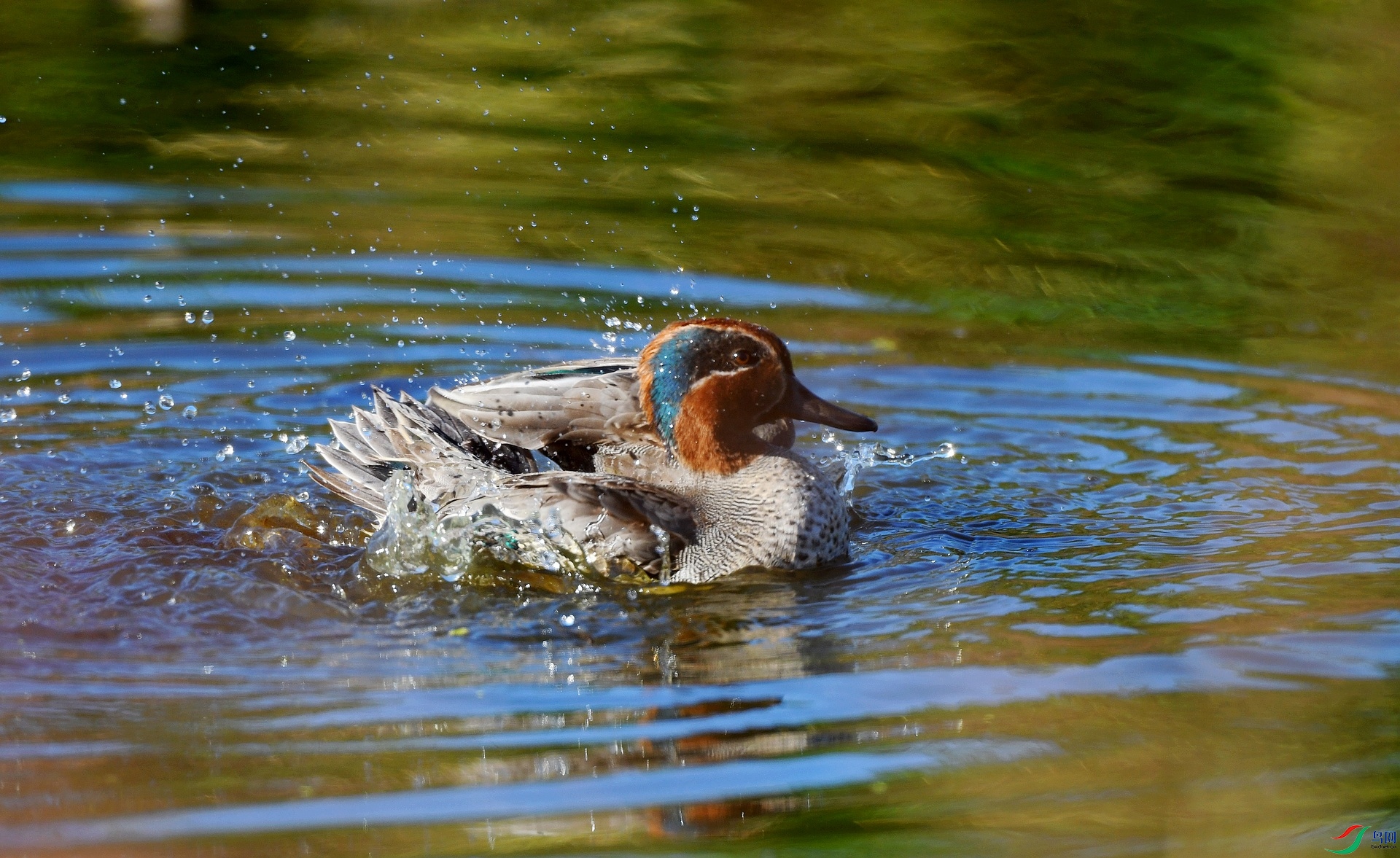DSC_4395.jpg