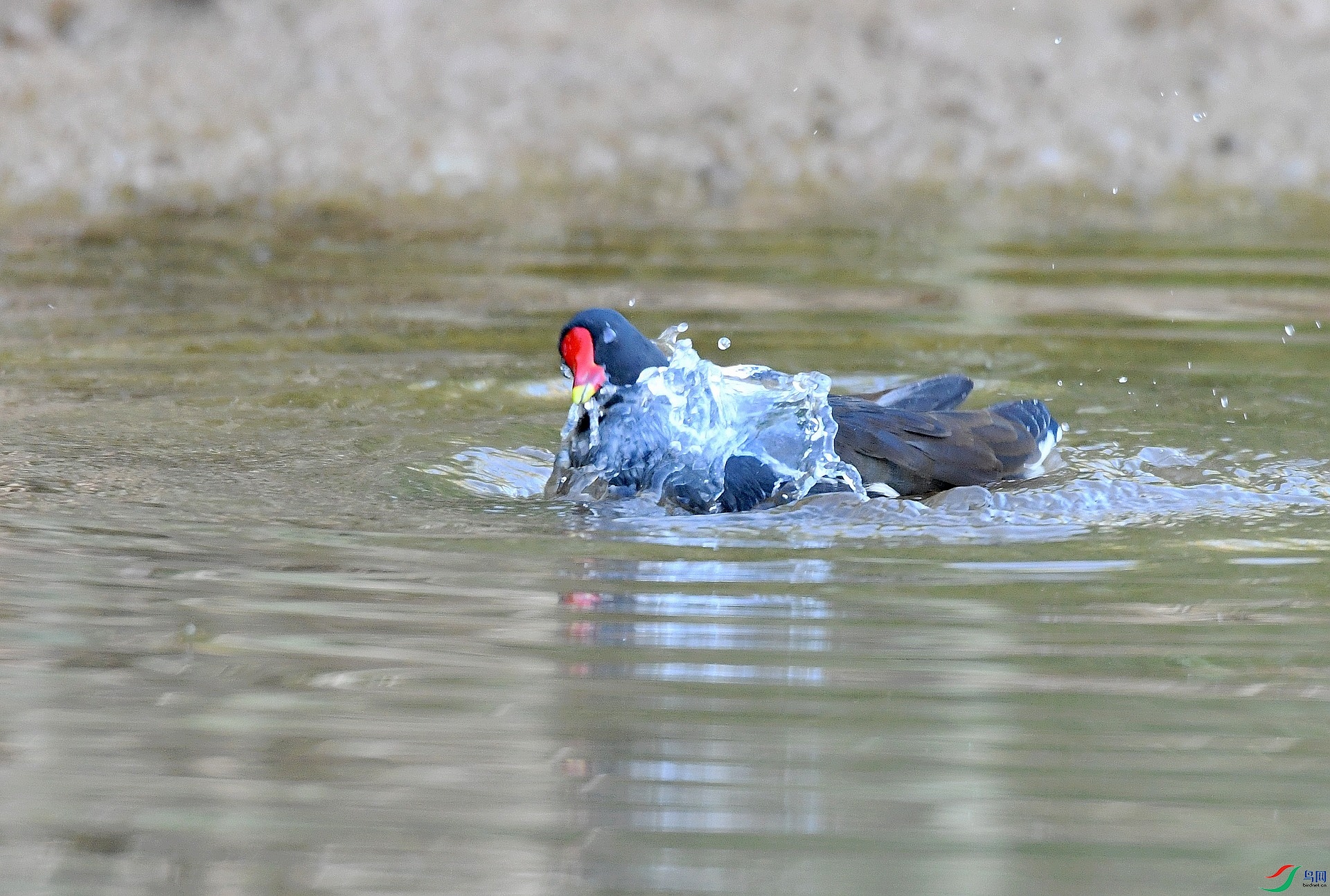 DSC_4878.jpg