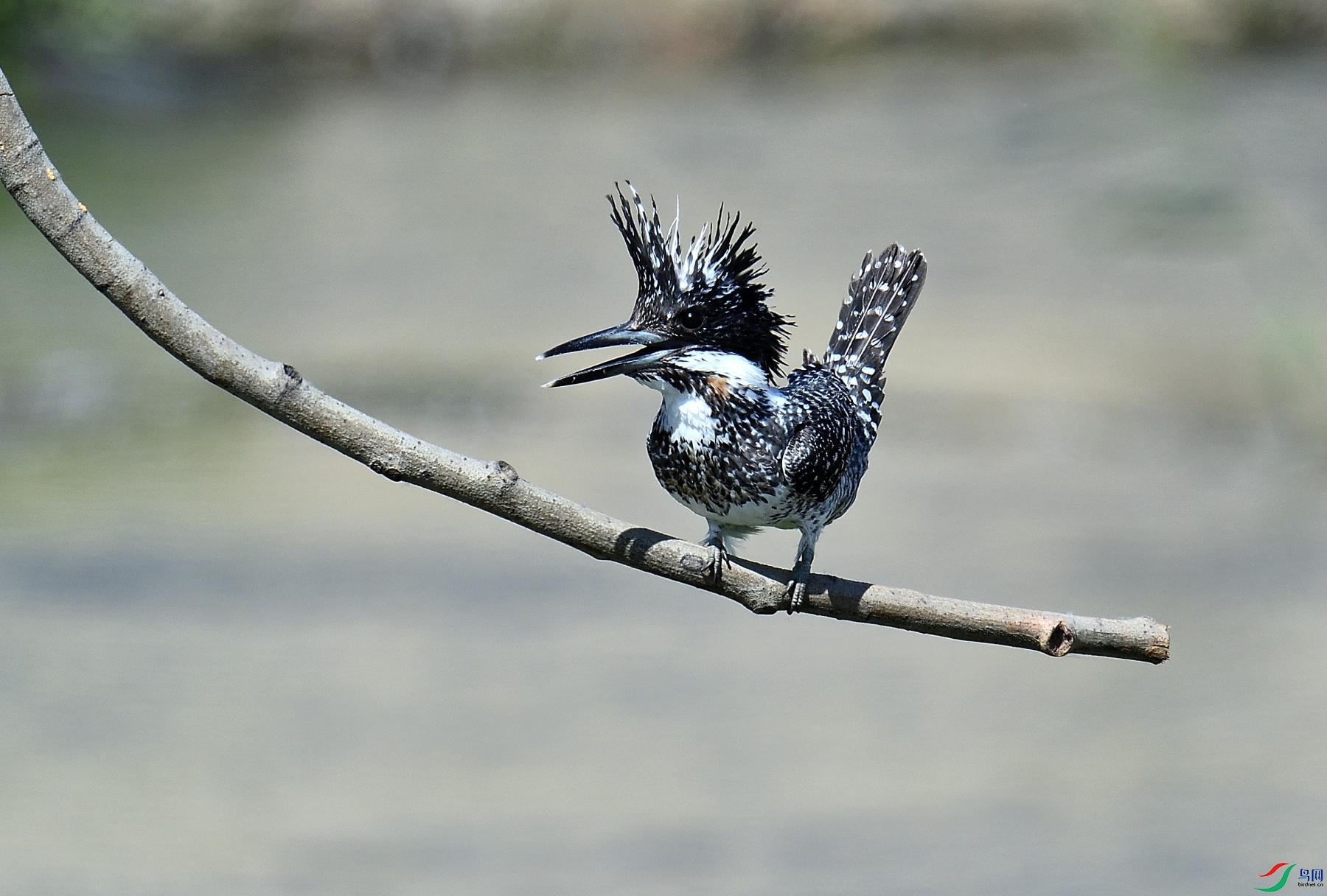 DSC_8352.JPG