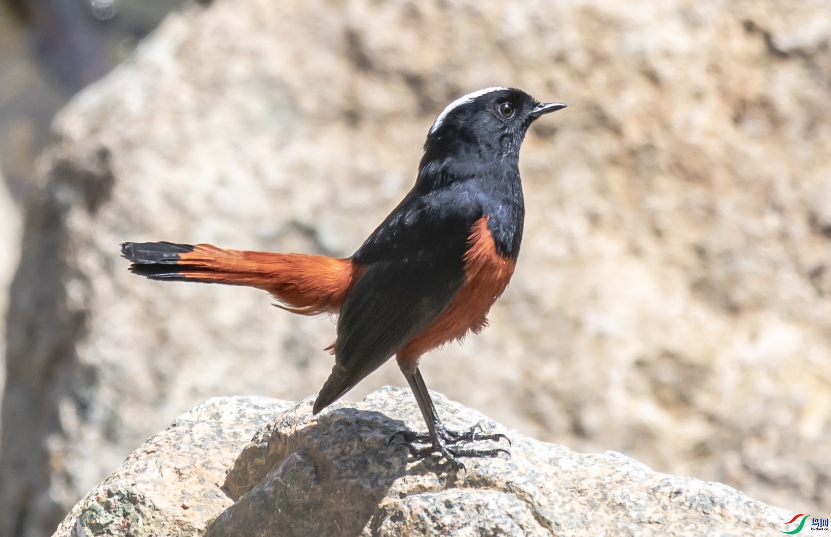 I99A7579 �׶�Ϫ�---.jpg