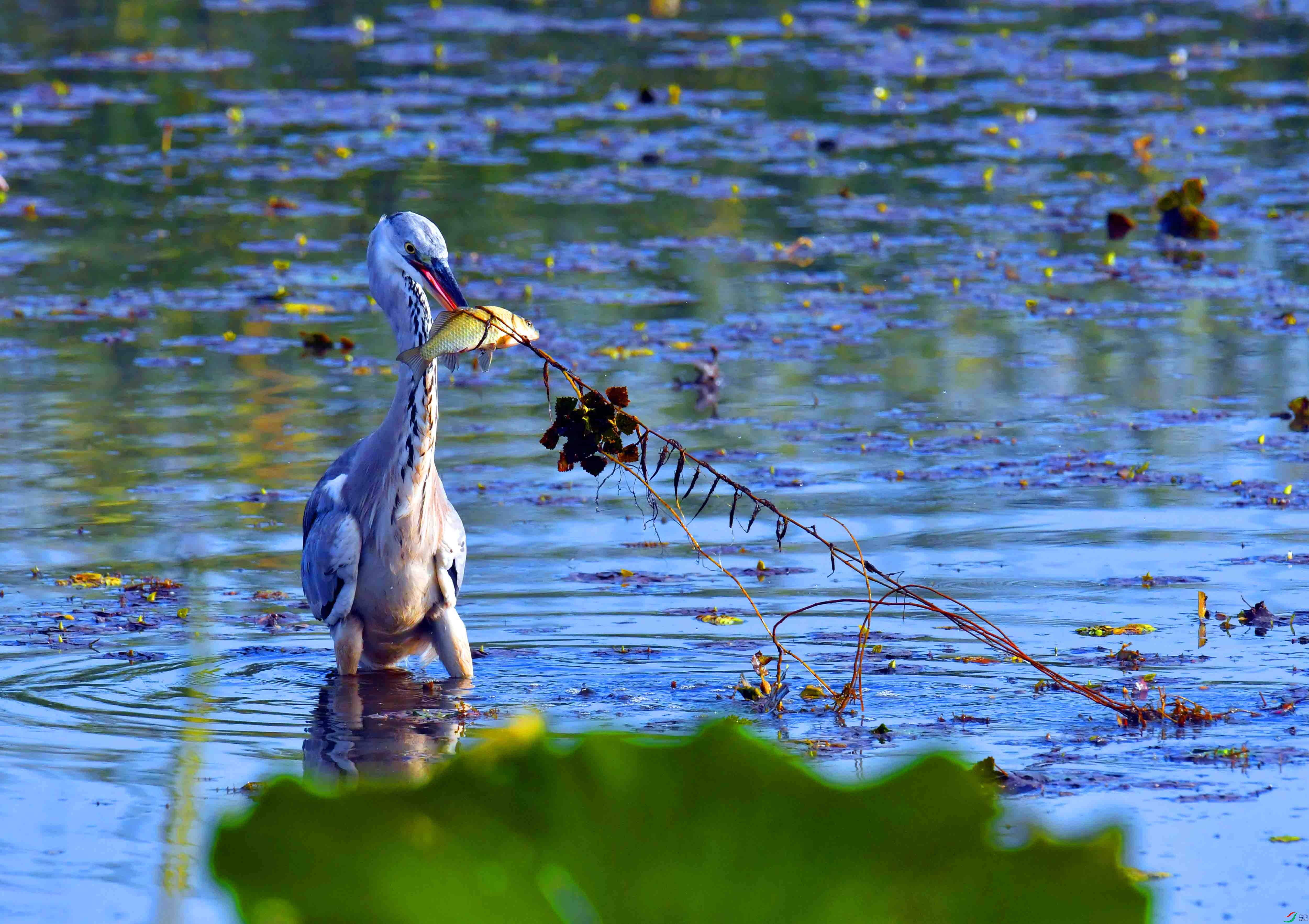 DSC_5424.JPG