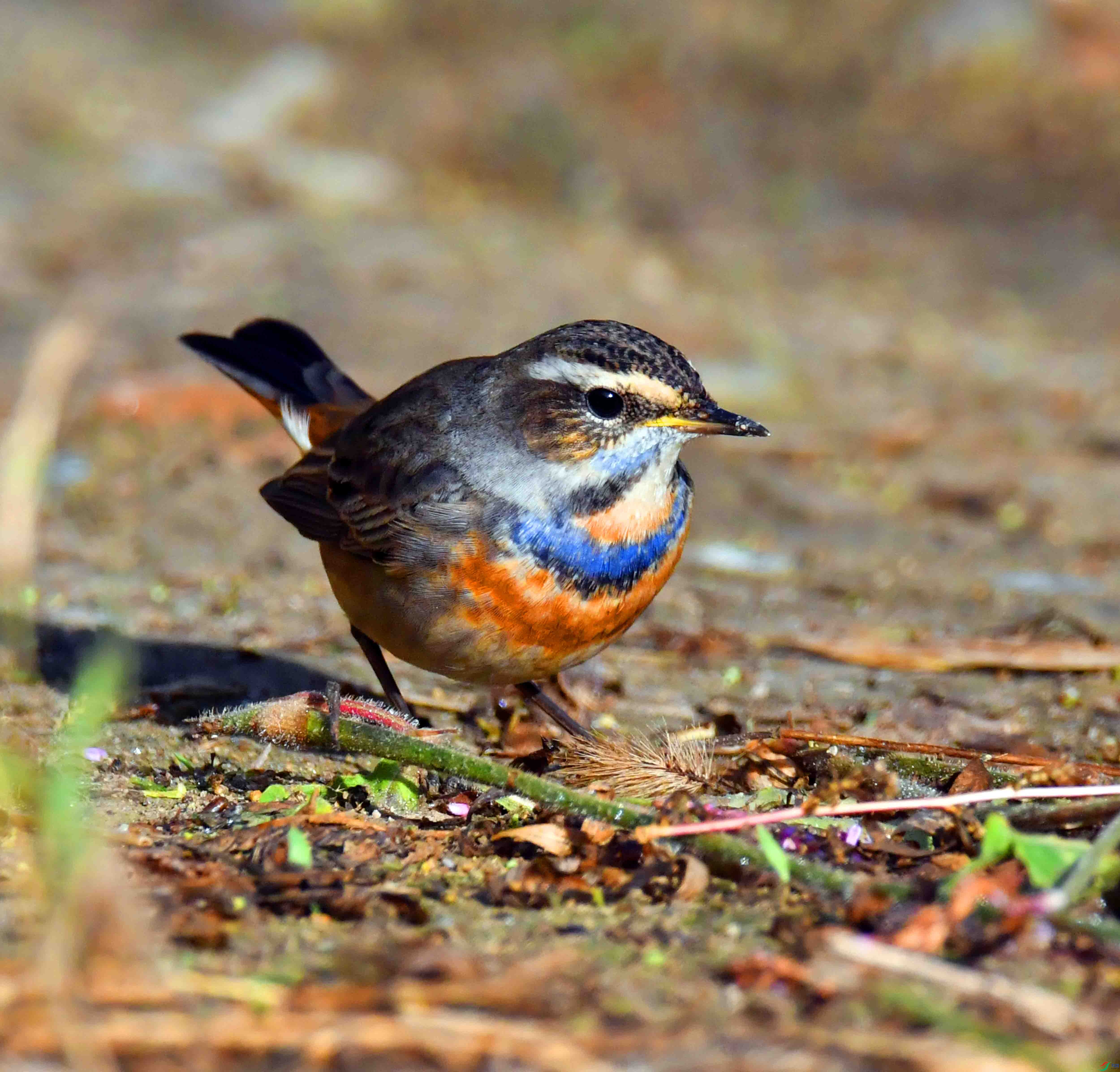 DSC_5002.JPG