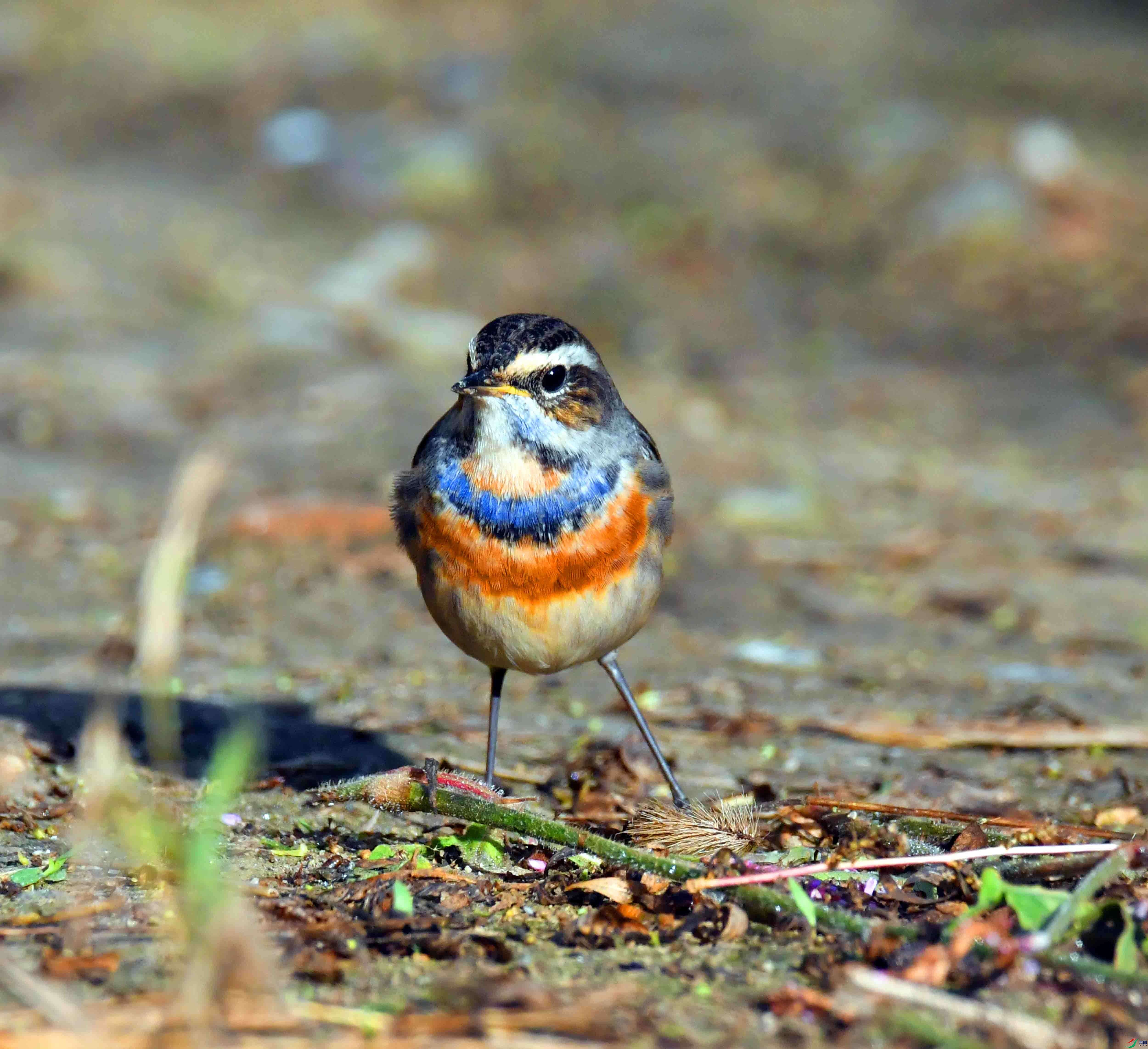 DSC_5005.JPG