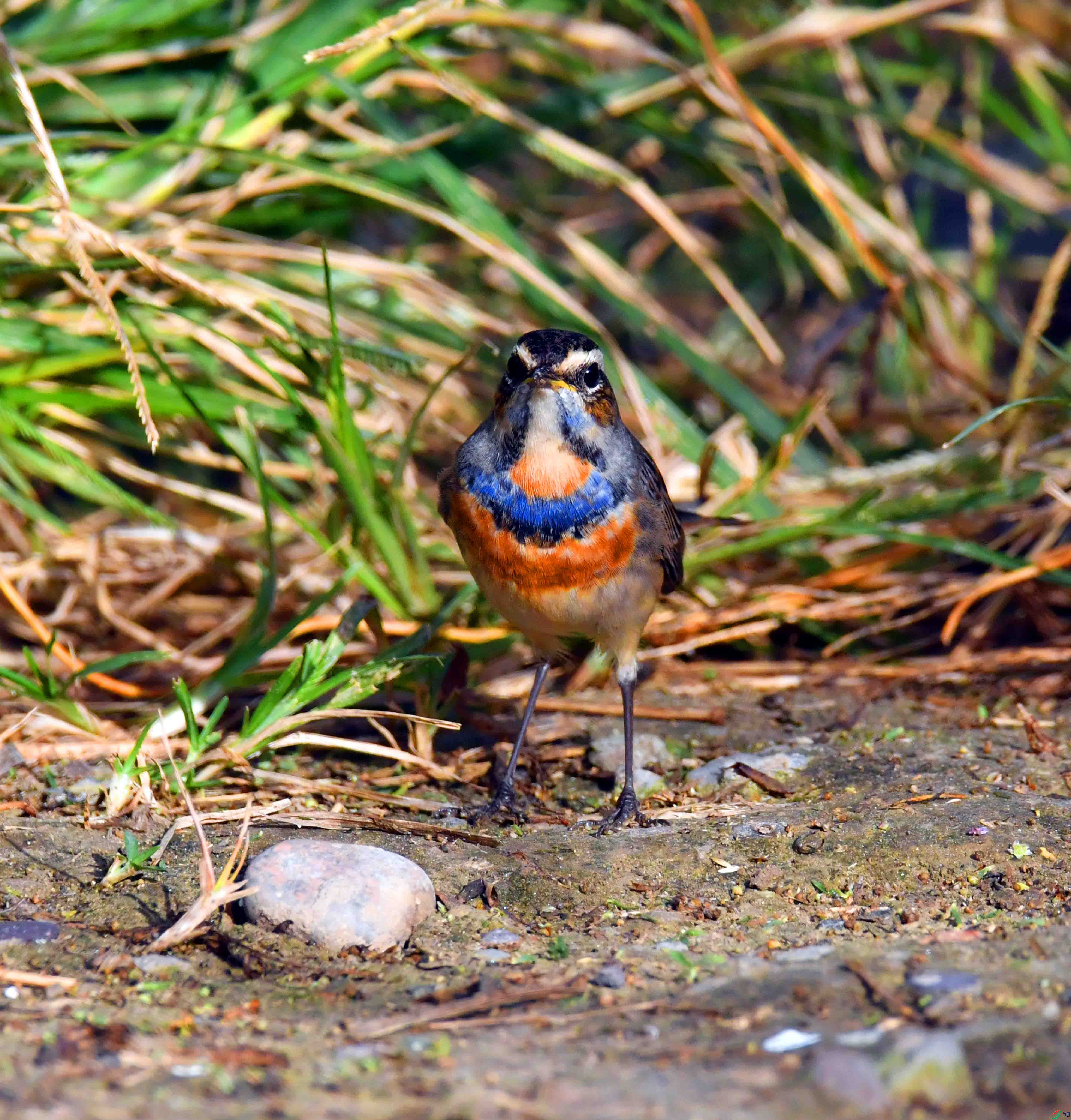 DSC_5021.JPG