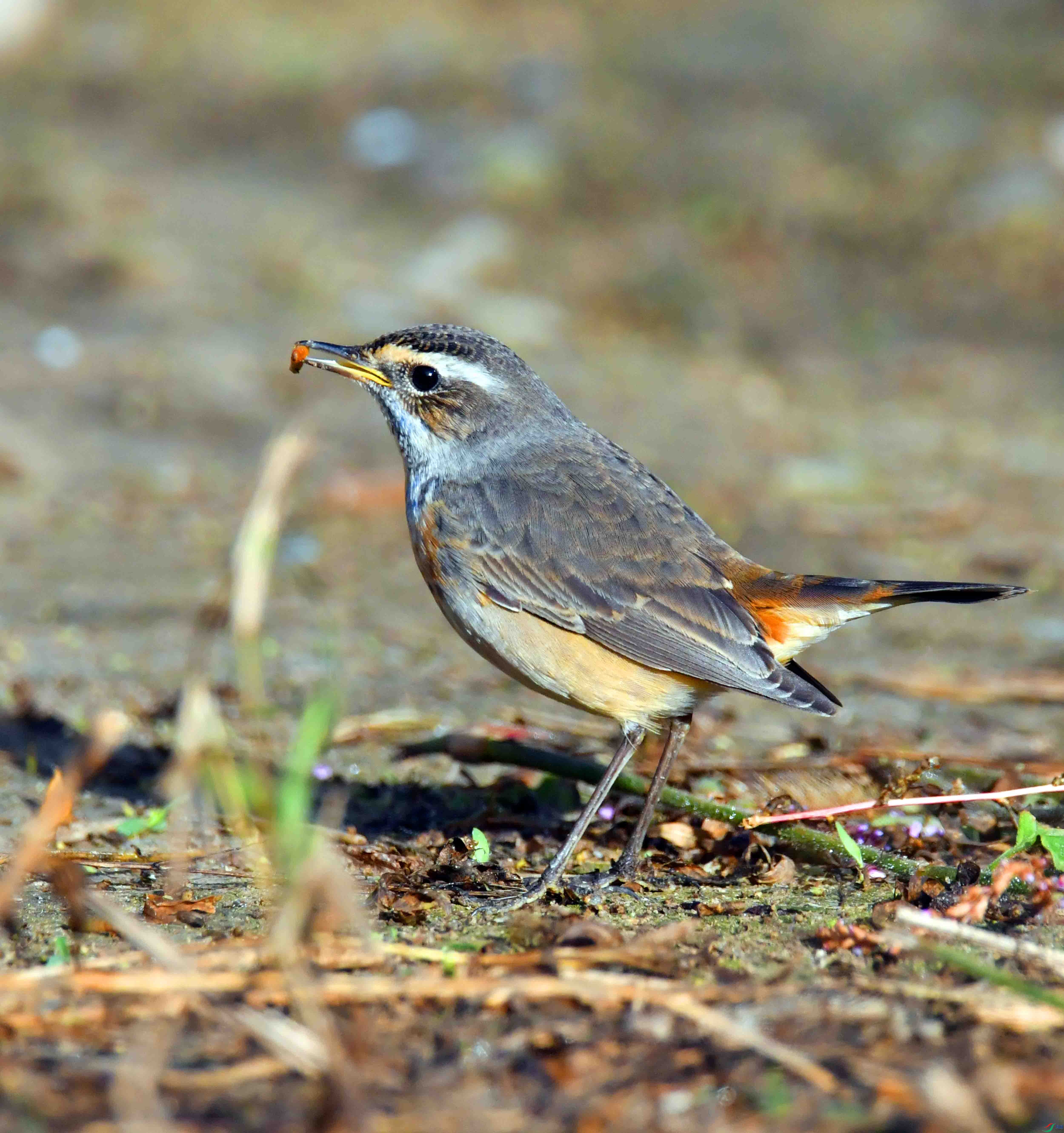DSC_5008.JPG