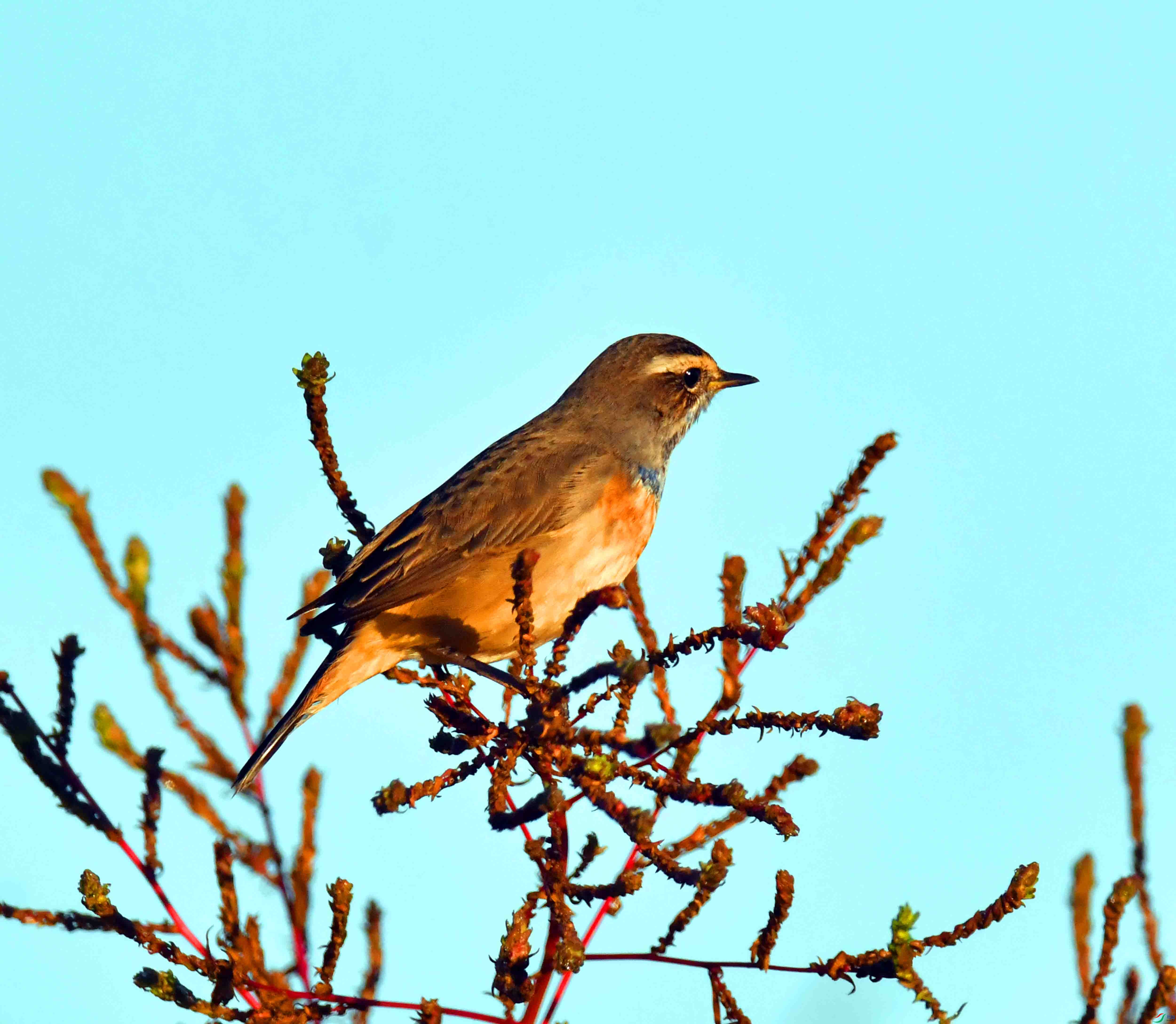 DSC_5279.JPG