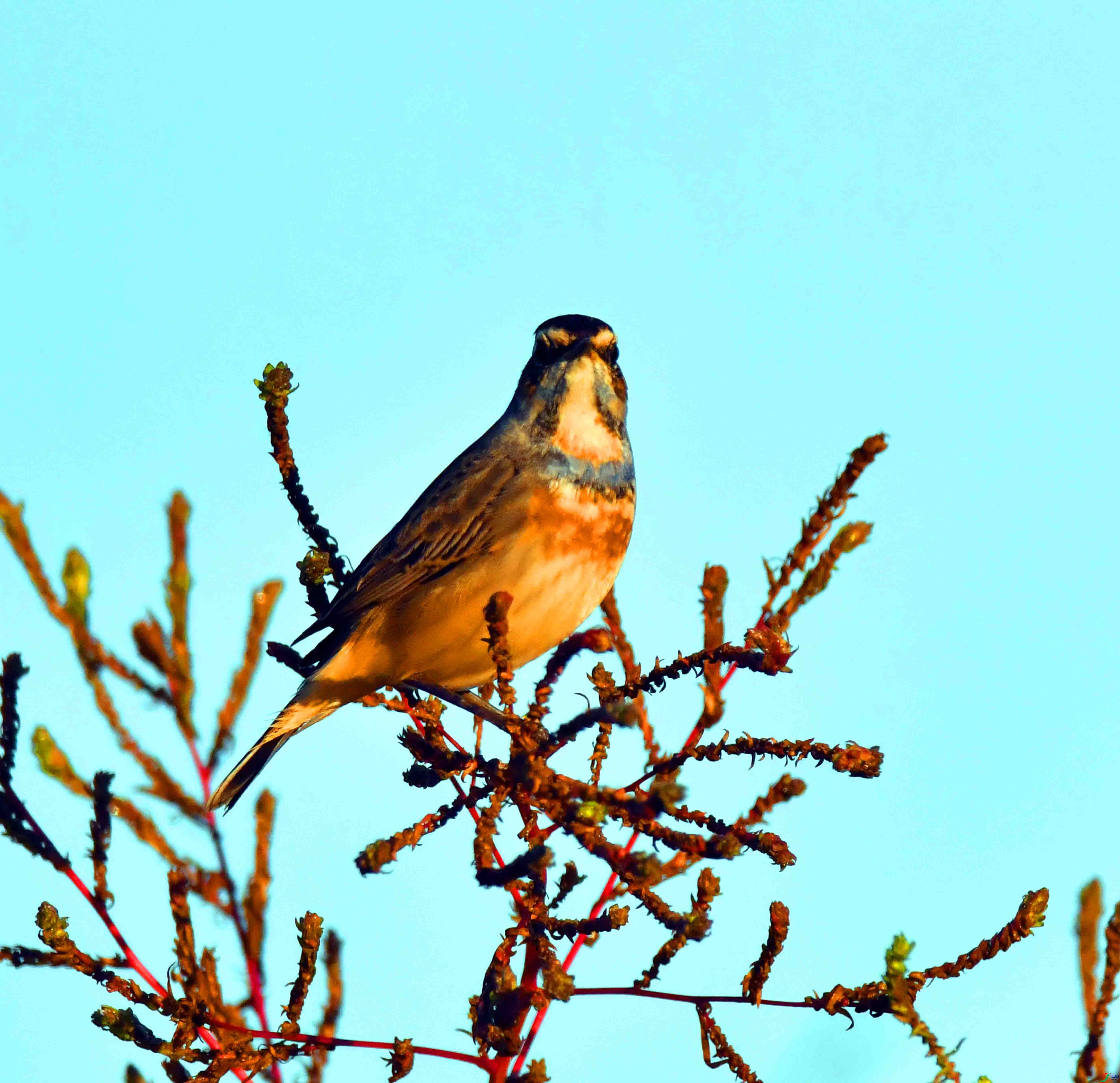 DSC_5281.JPG