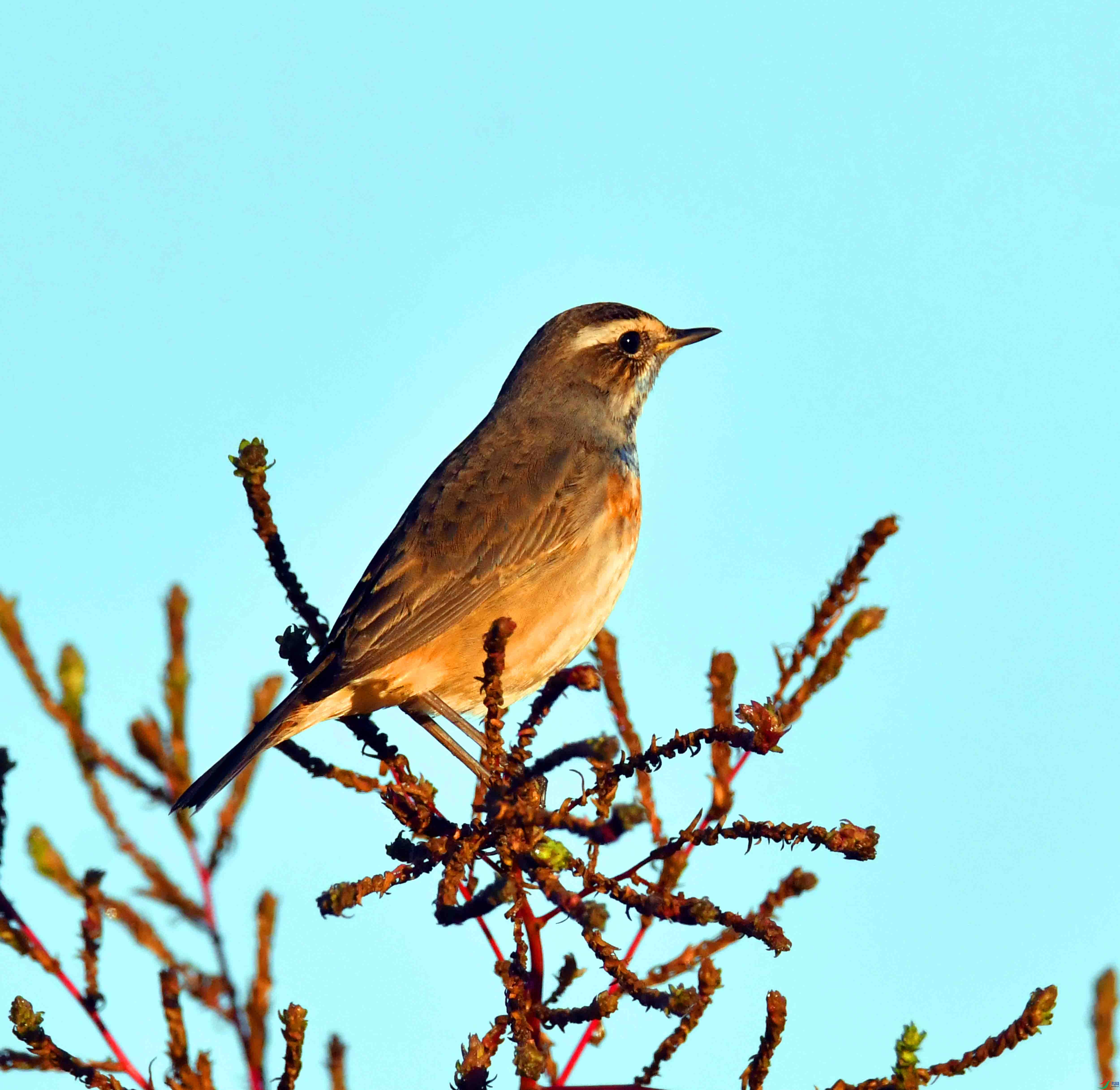 DSC_5292.JPG