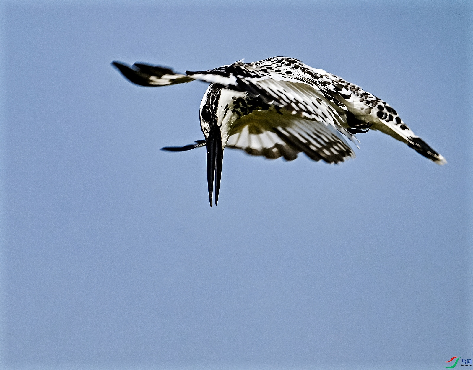 DSC_7357---_conew1.jpg