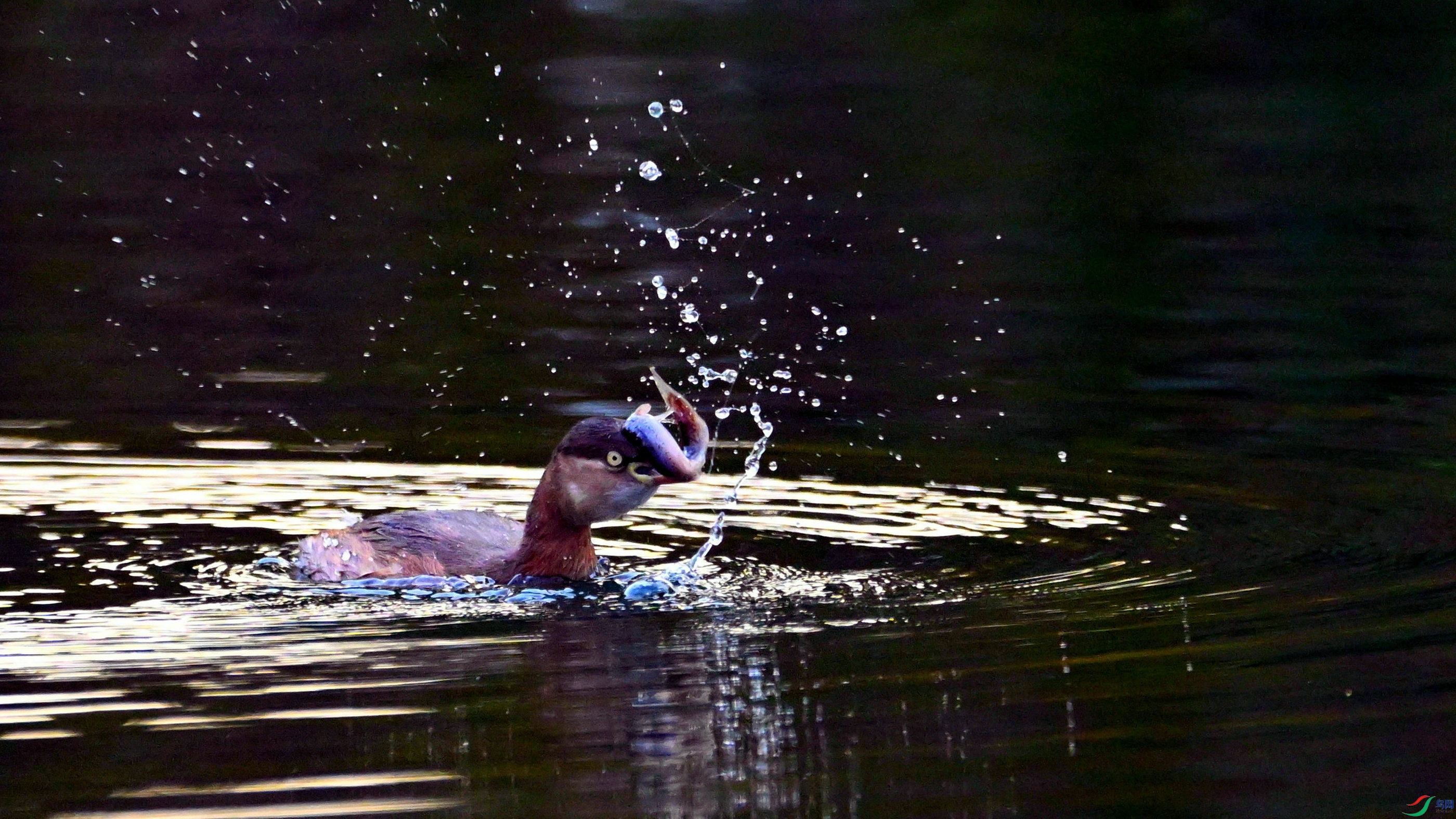 DSC_3445.JPG