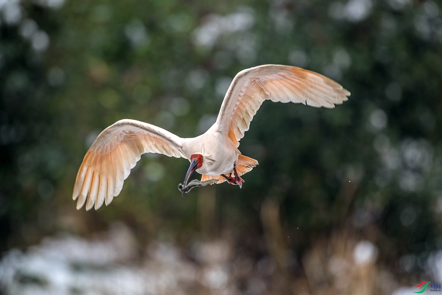 DSC_0943v.jpg
