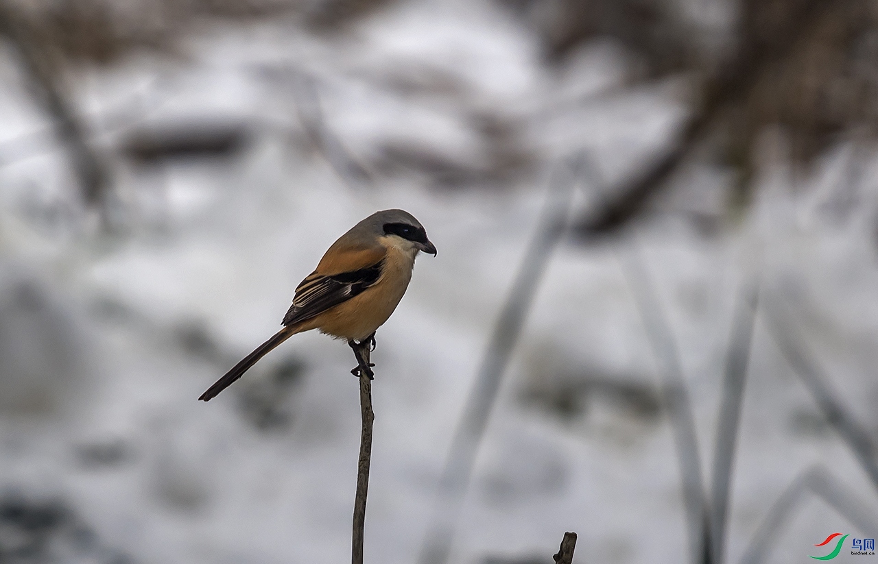 DSC_8516.jpg