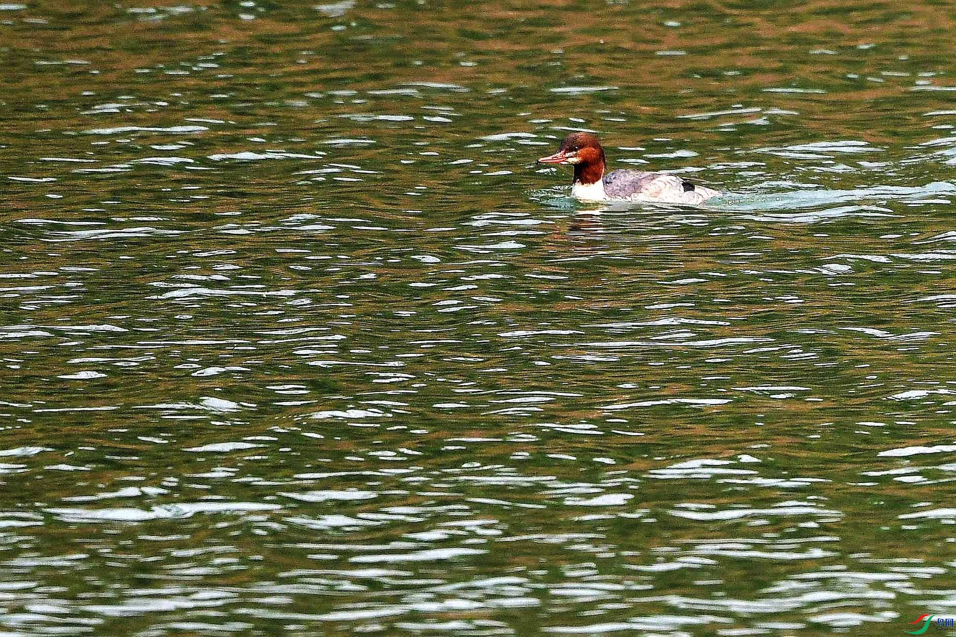DSC_5027_����.jpg