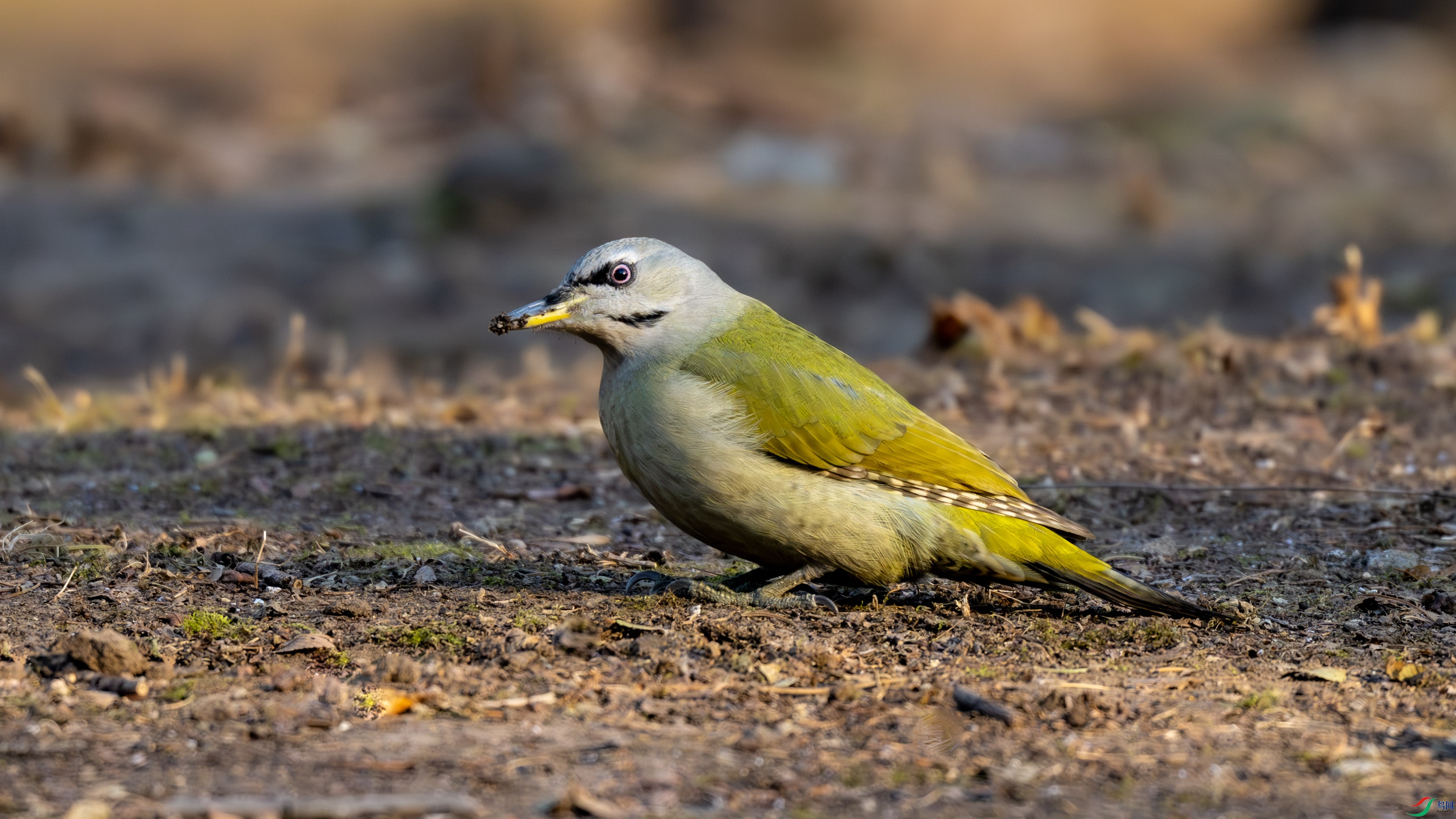 ��ͷ����ľ��