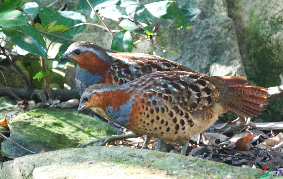 DSC_2589zzz_������С.jpg