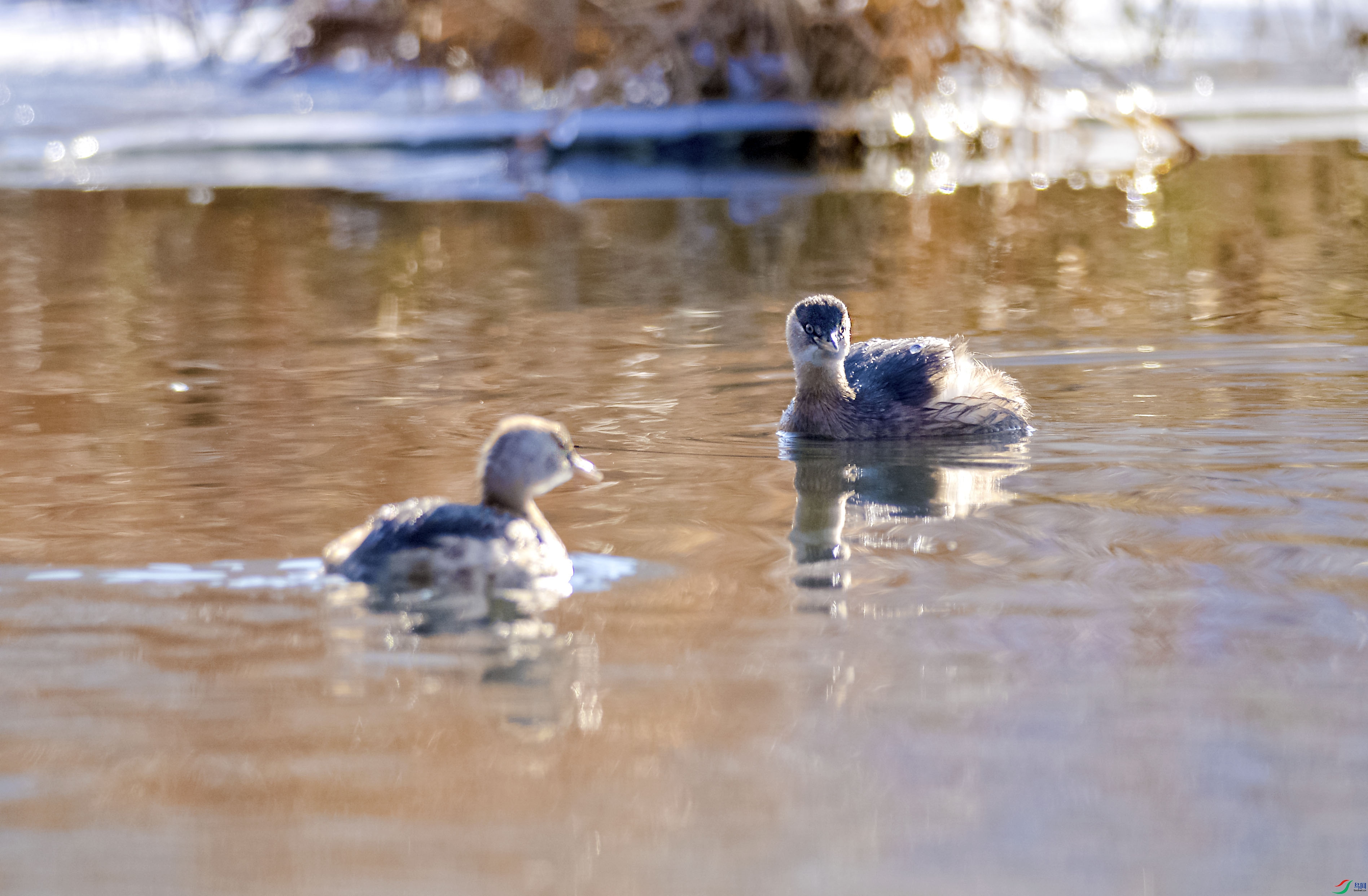 DSC_0015.jpg