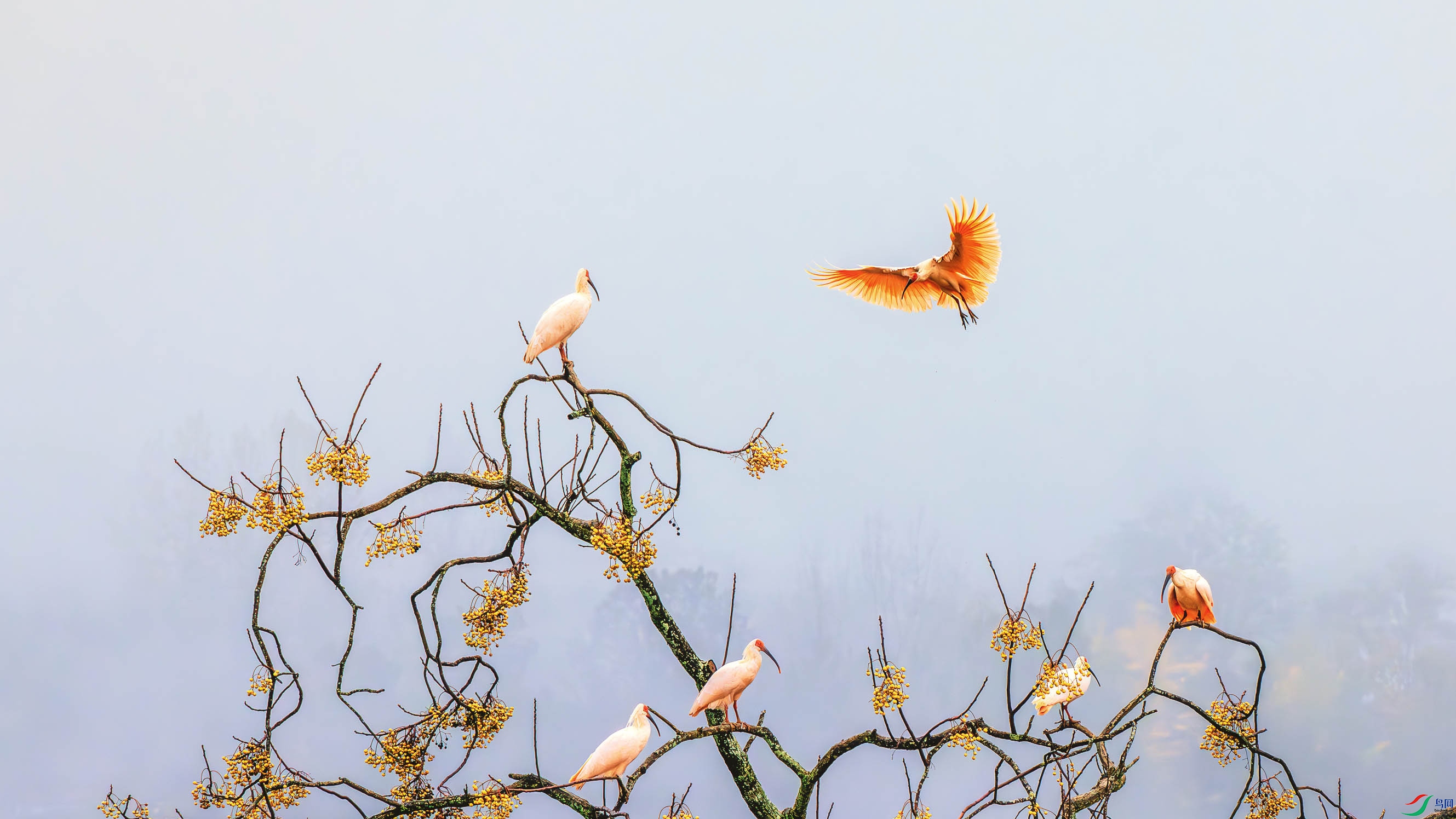 _DSC6078-����ǿ-NR ����.jpg