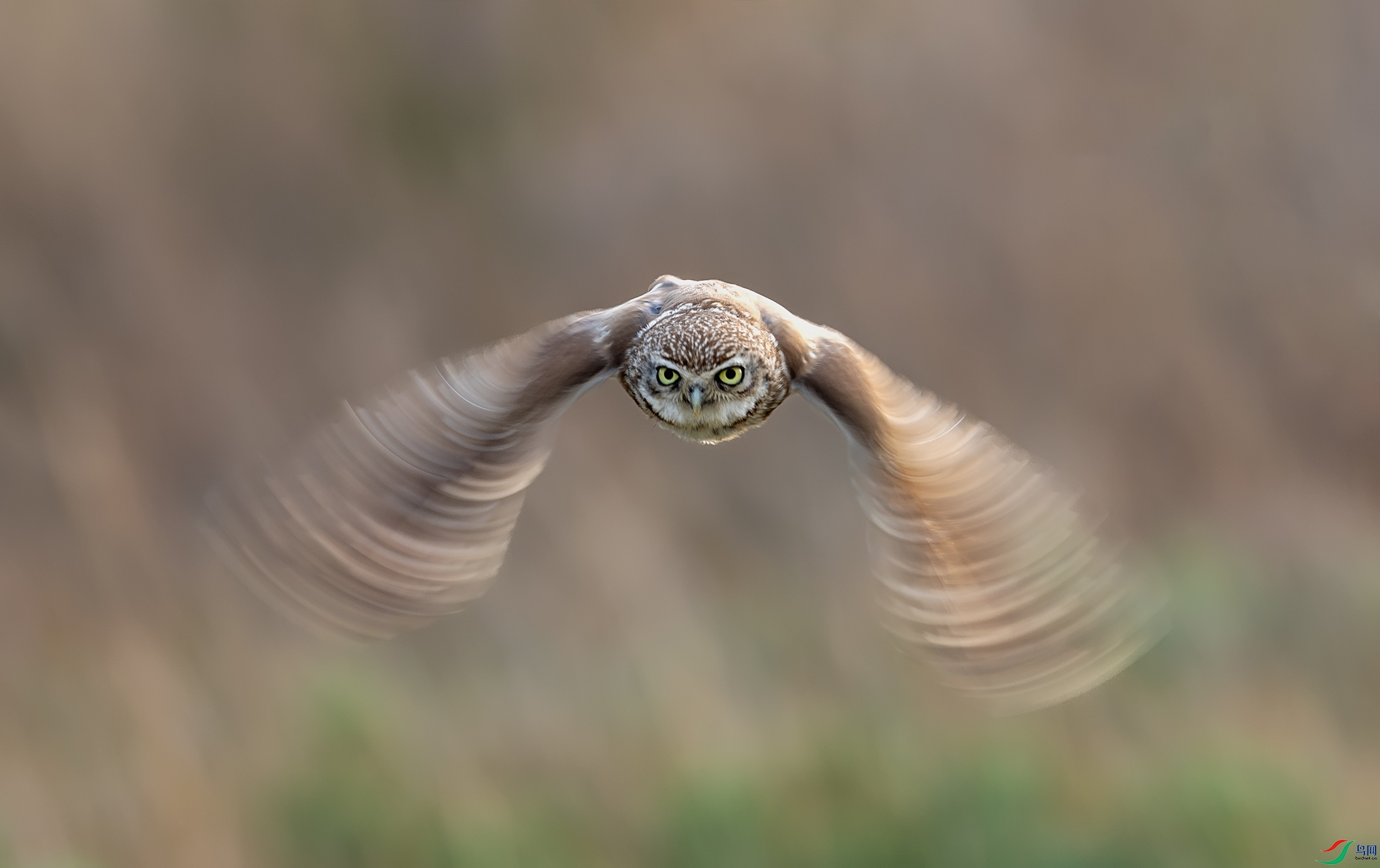 ���Ƹ�С�^