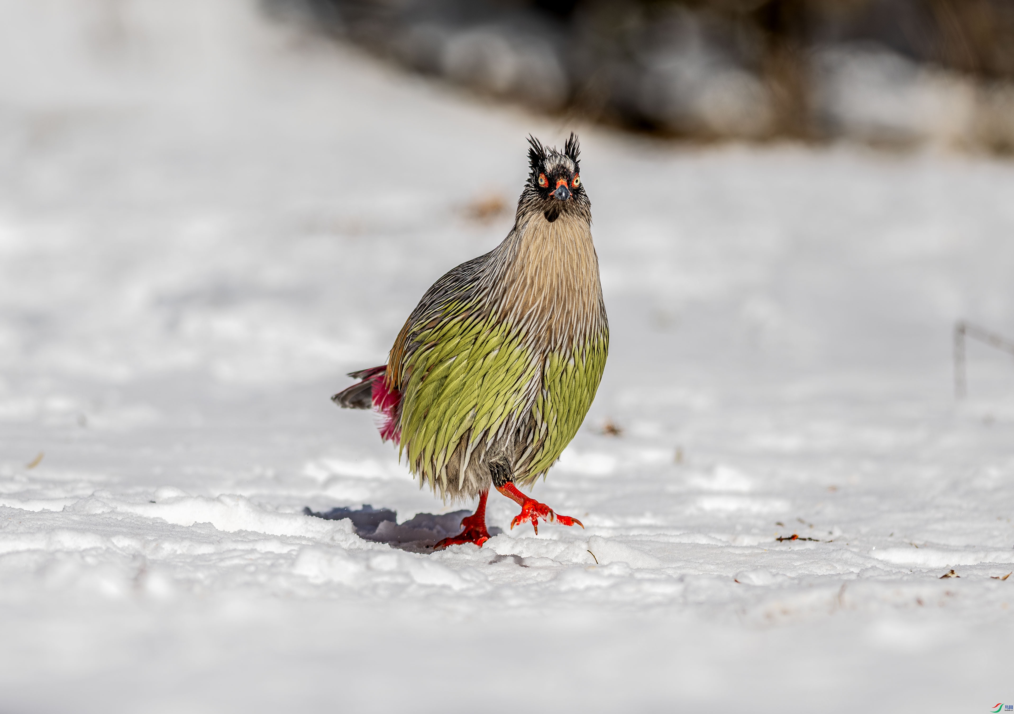 DSC_5633-����ǿ-NR ����.jpg