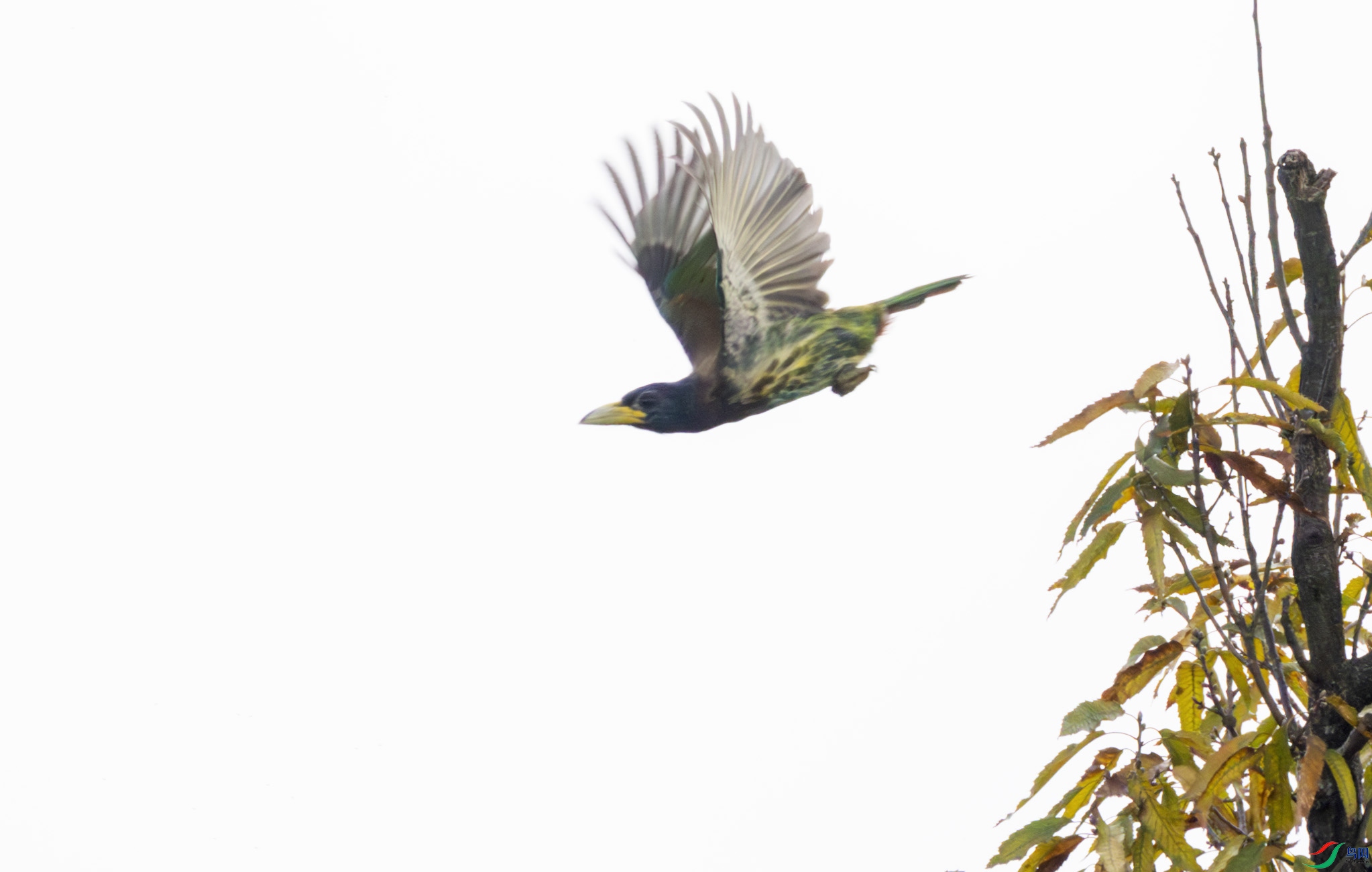 G47A6872-����ǿ-NR ����.jpg