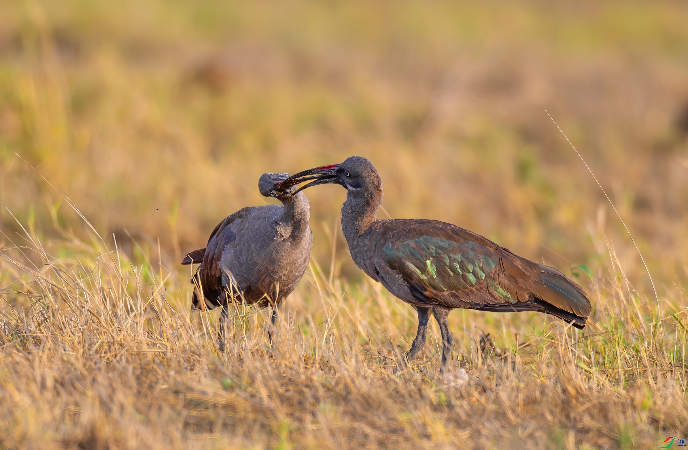 _X0A5174-topaz-denoise.jpeg