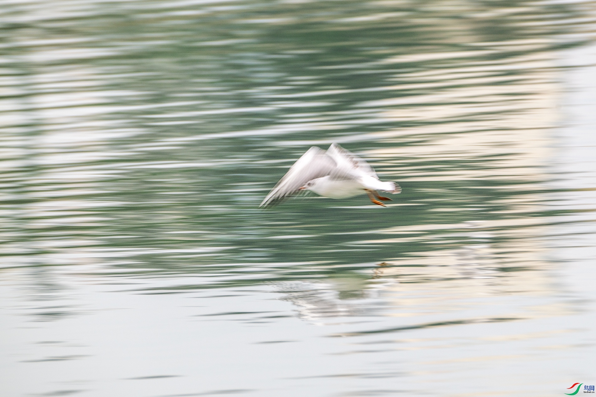 DSC_4571 0.jpg
