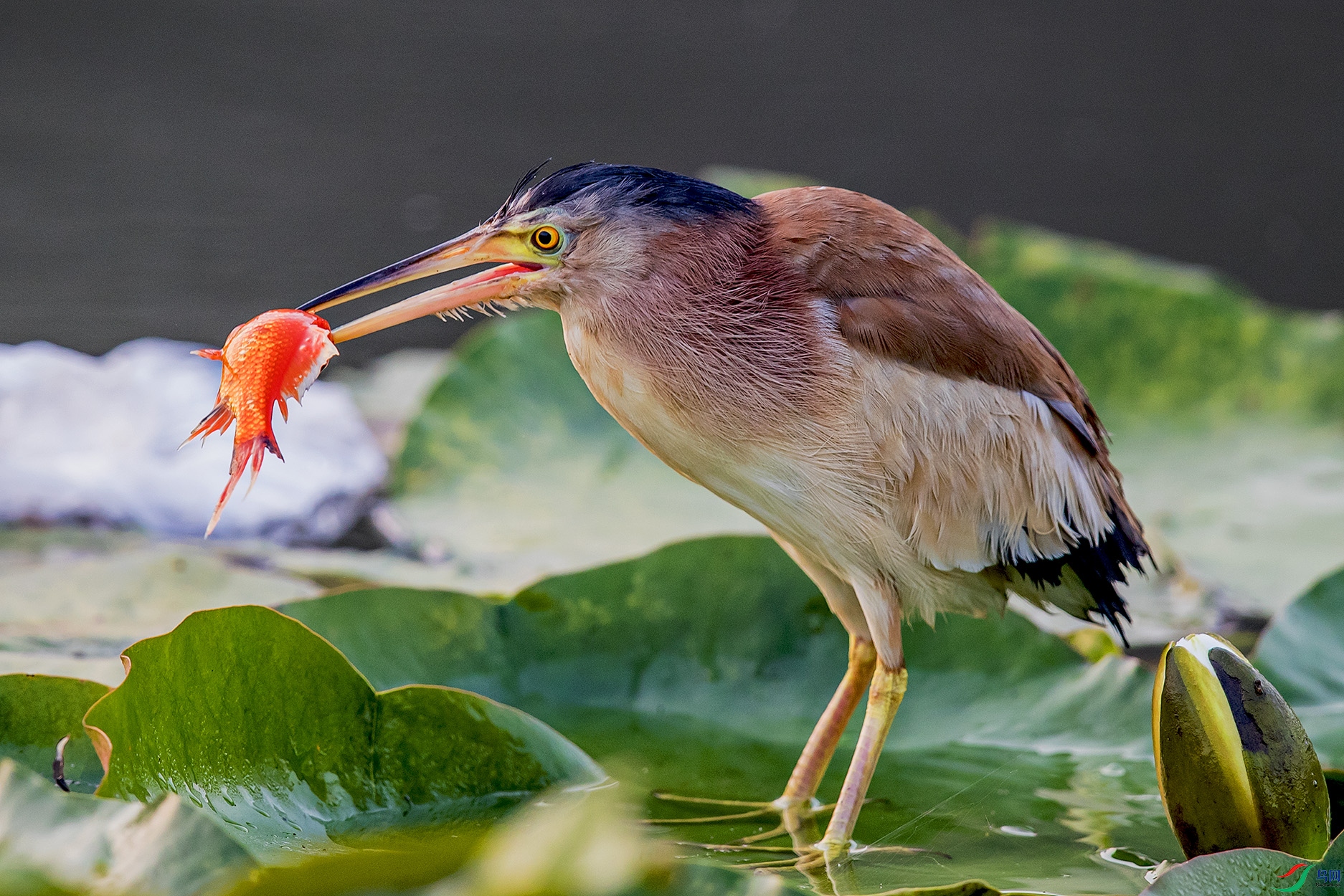 _90I1185 ����.jpg