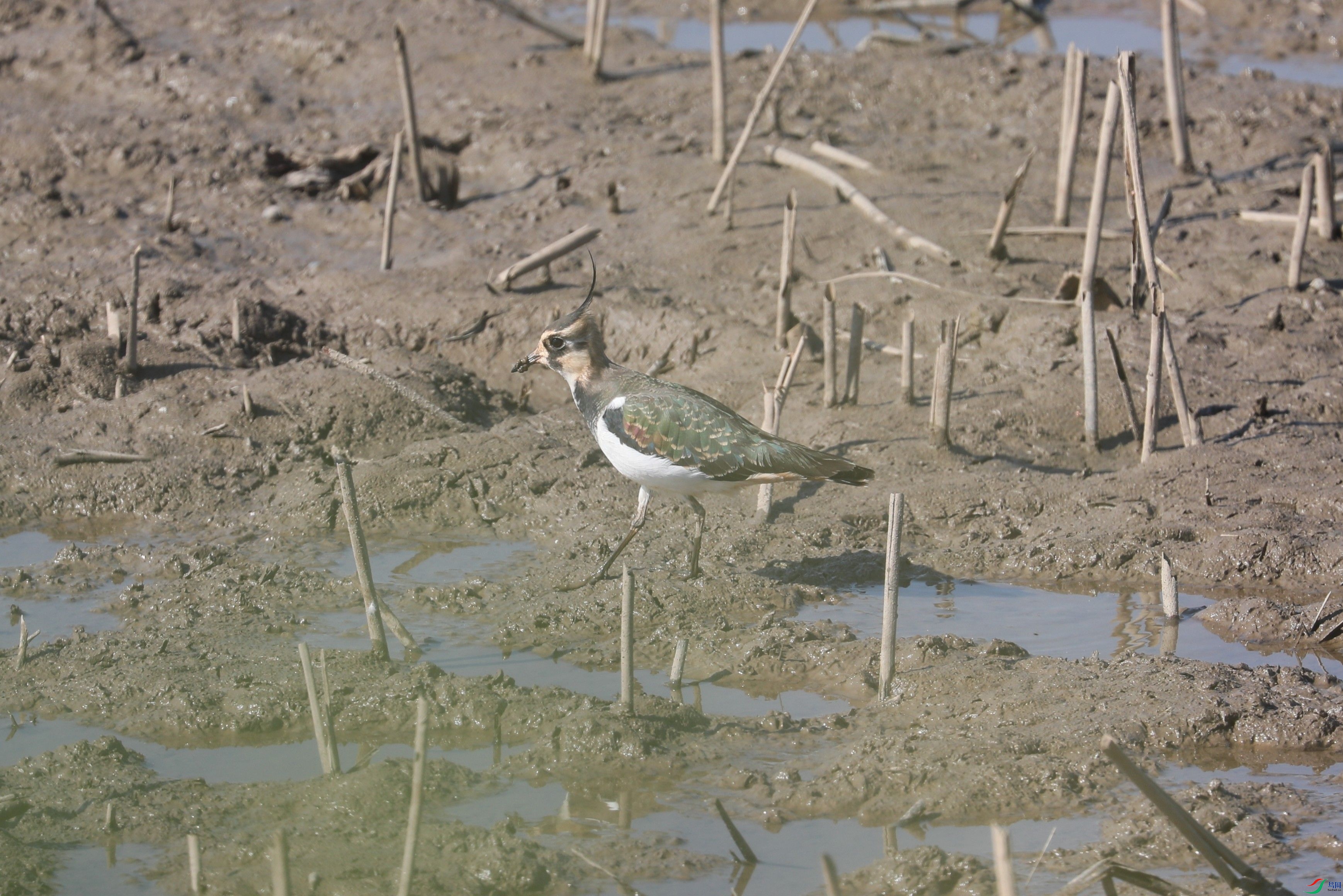 BL7A7945.JPG