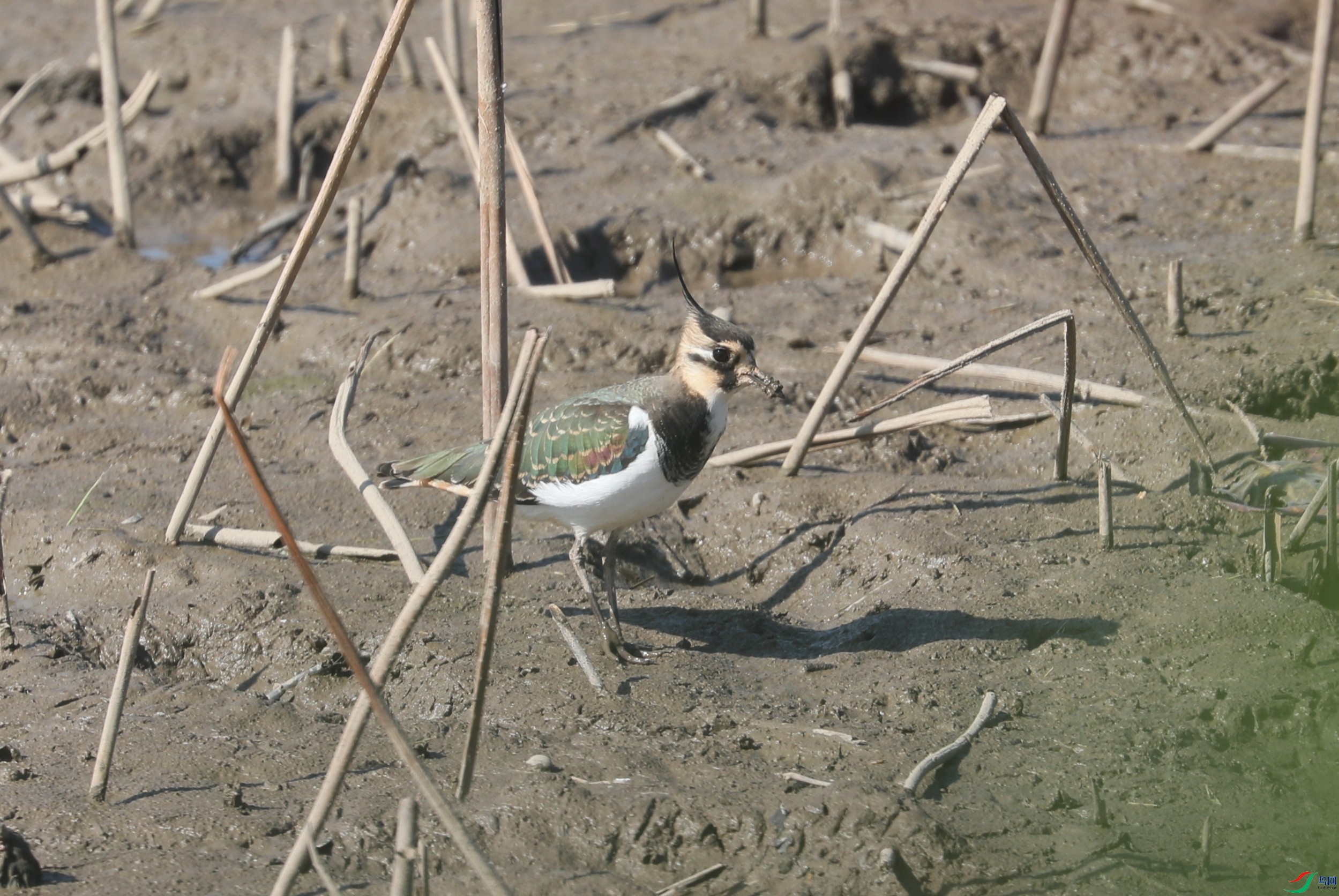 BL7A7931.JPG