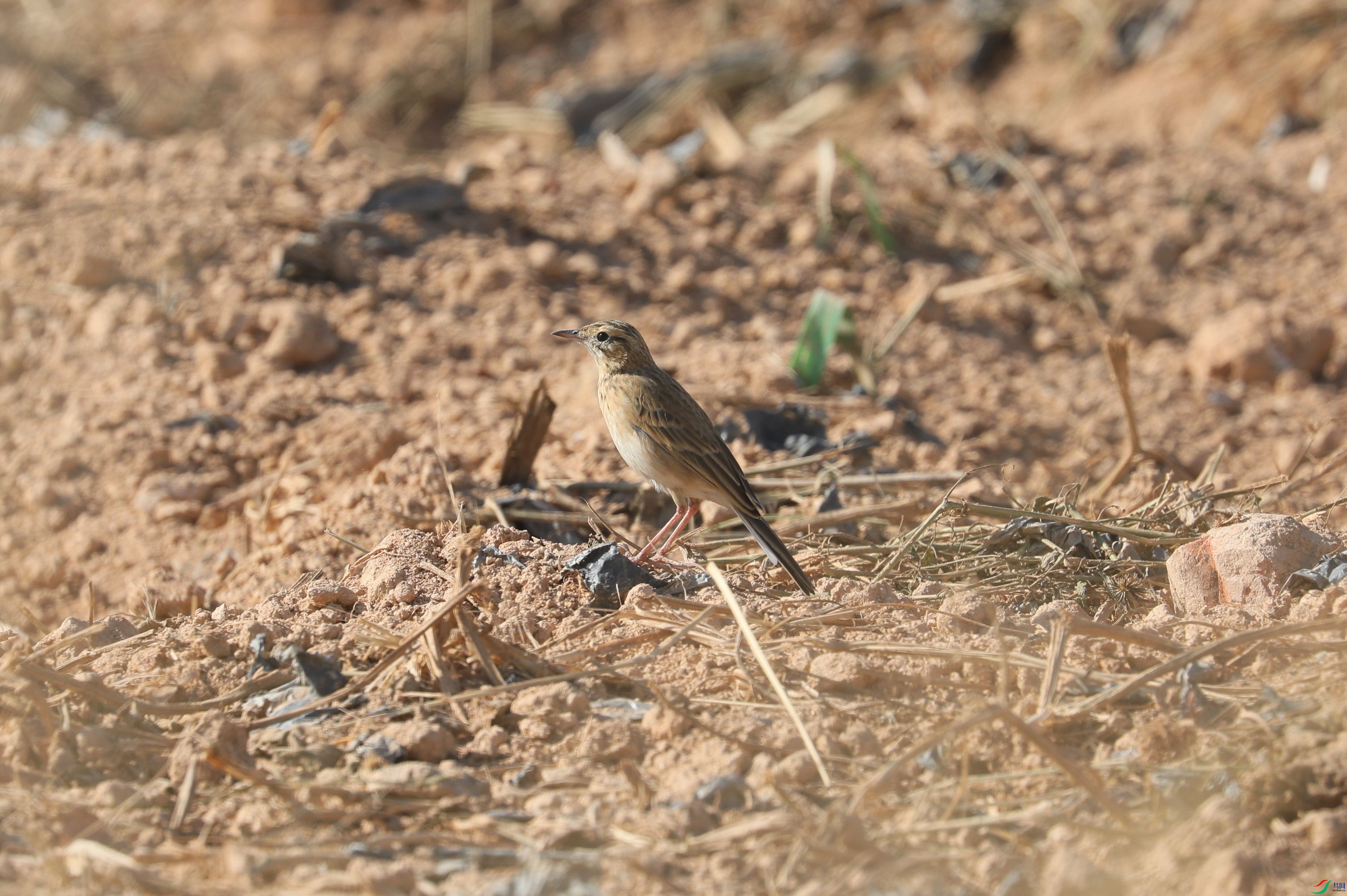 BL7A7847.JPG