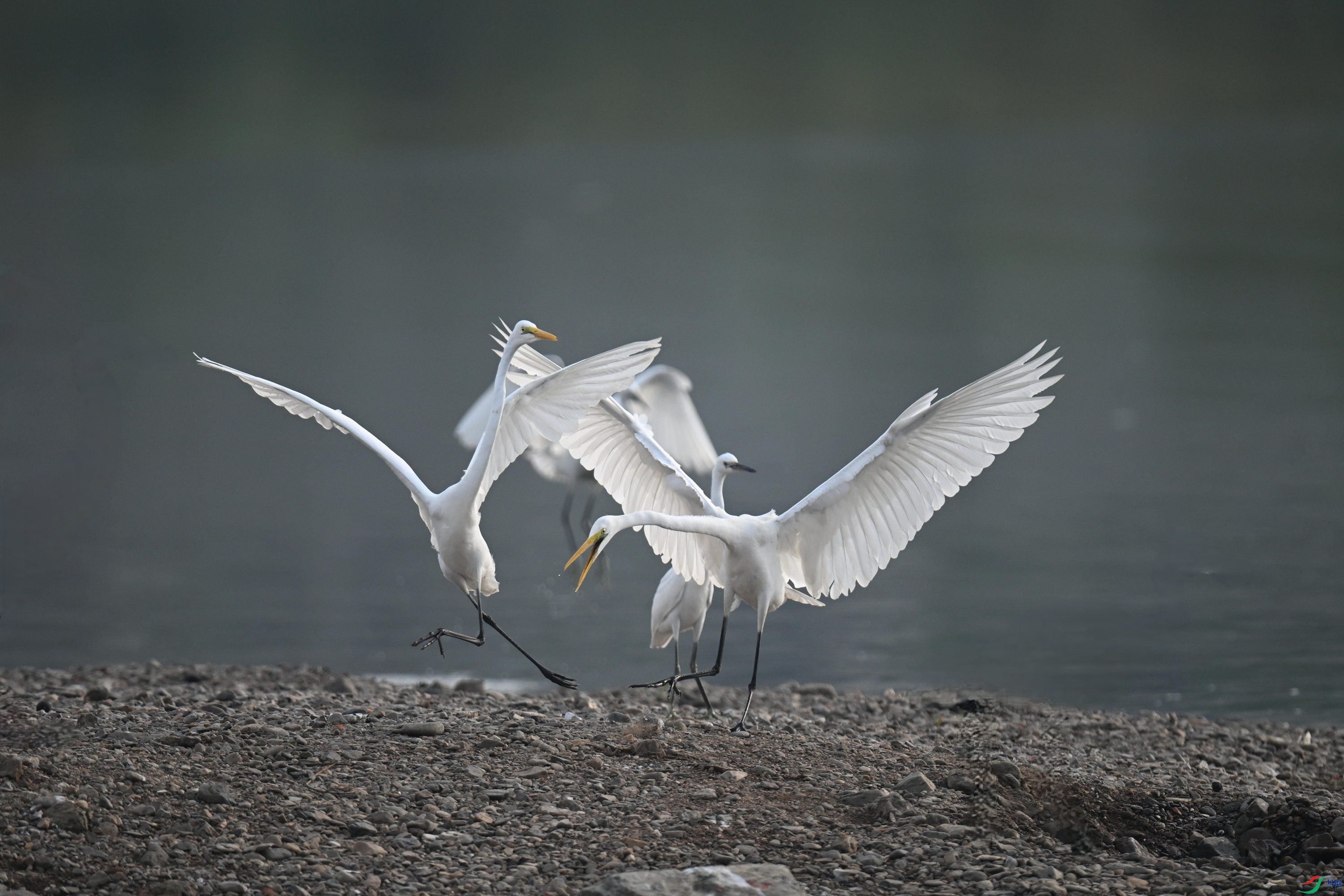 DSC_2239_����.jpg