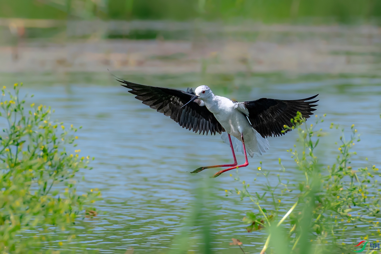 DSC_6624AB.jpg