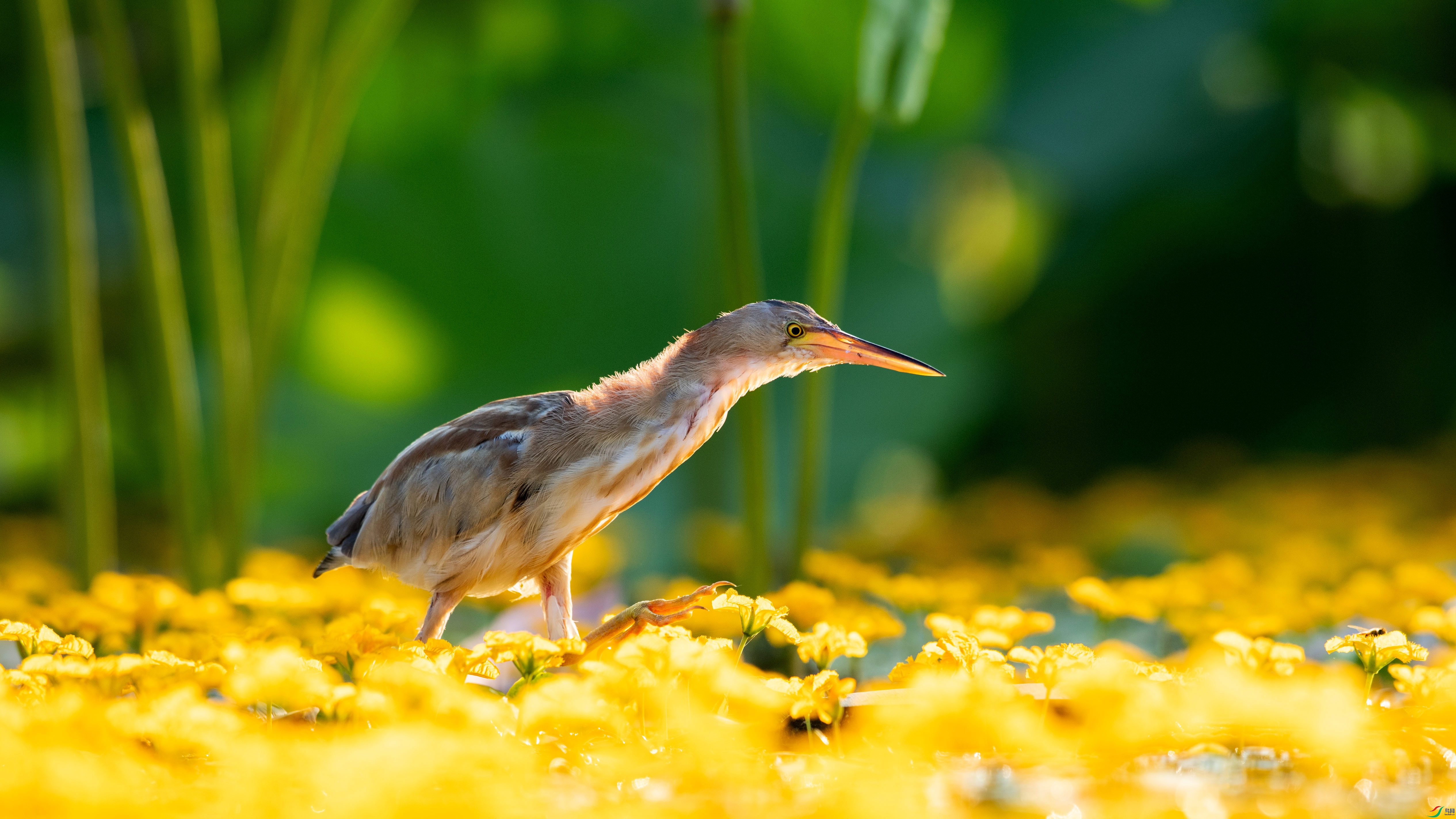 DSC_6473.jpg