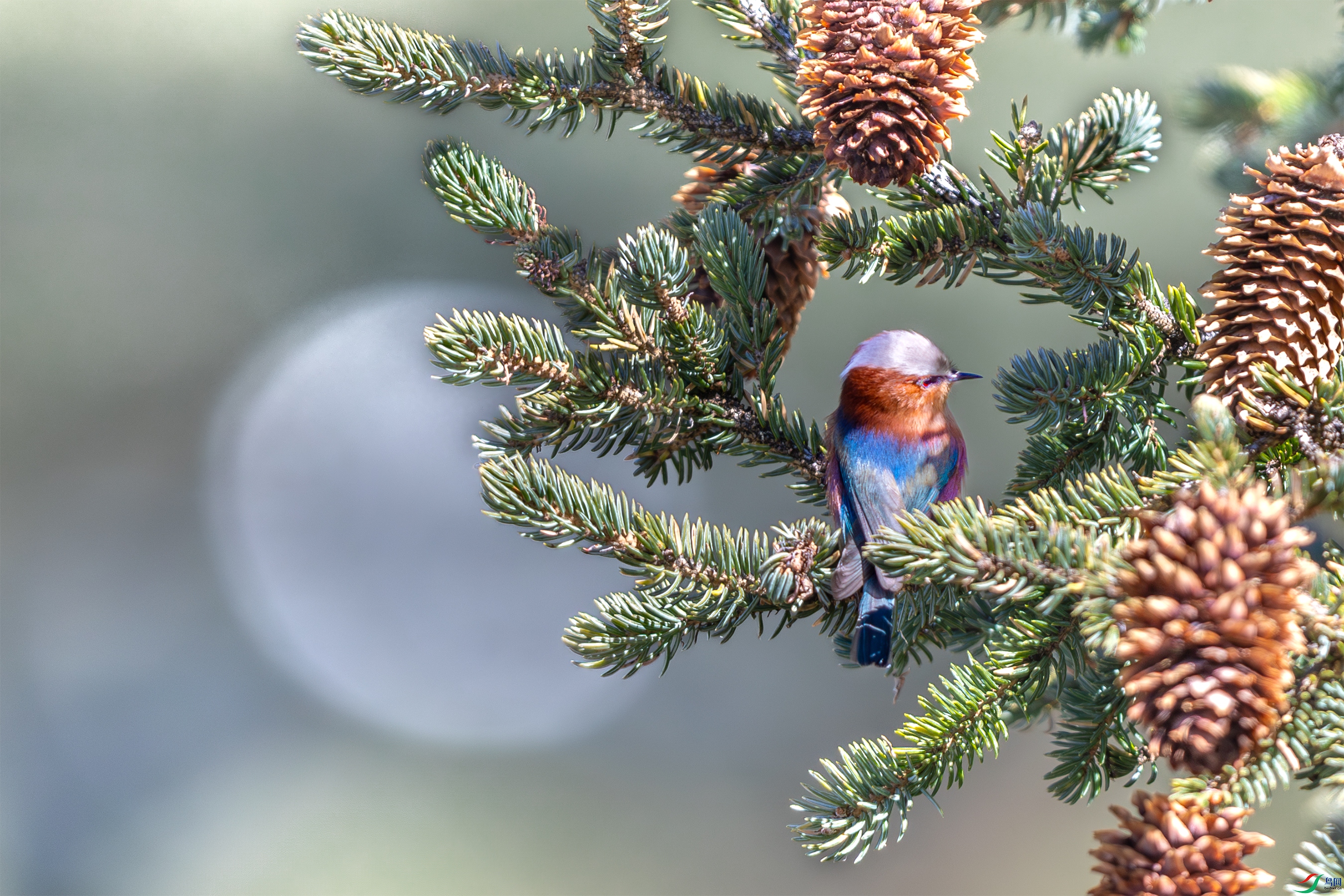 063A3252 ����.jpg