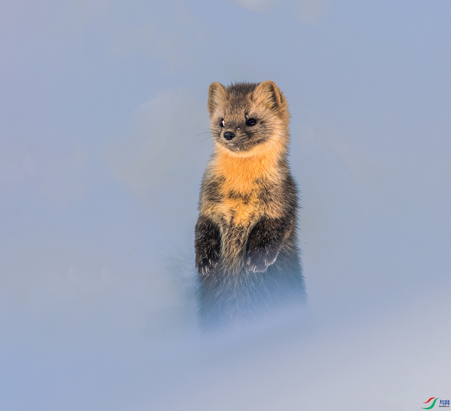 ����----ѩ������