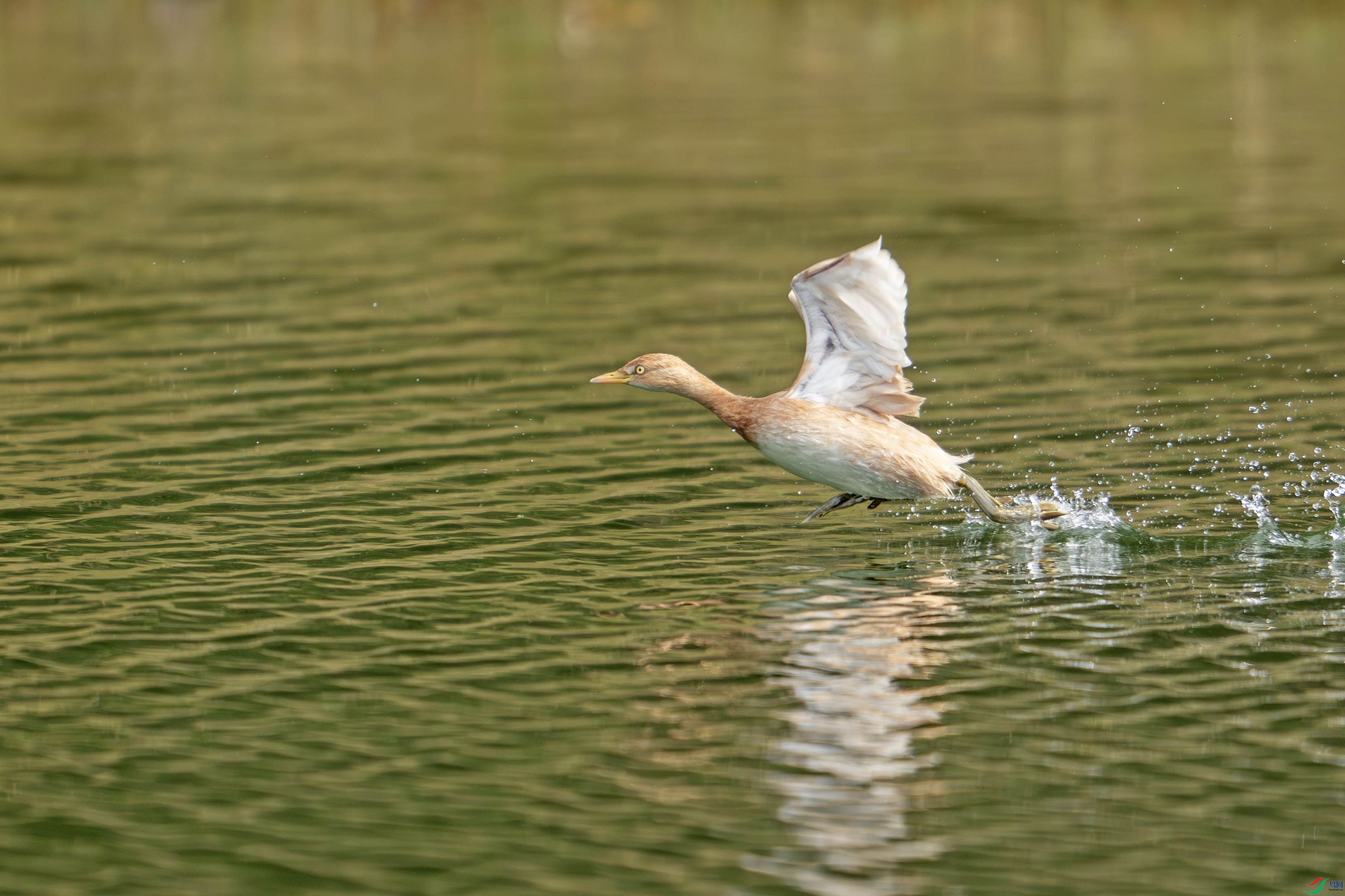 DSC_1427-����ǿ-NR ����.jpg1.jpg
