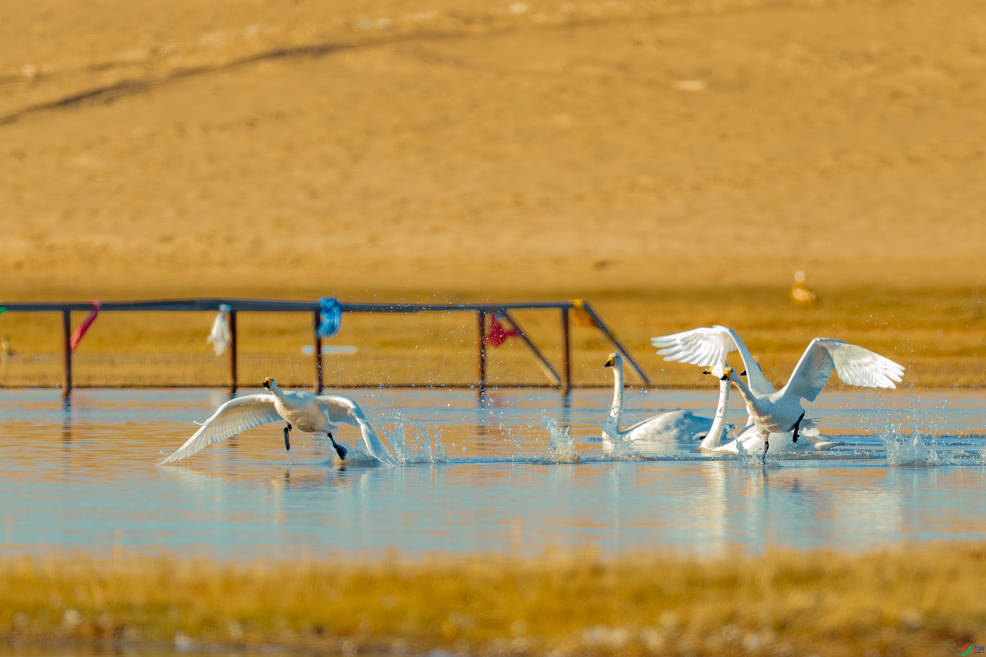 ��Įɳ�������1