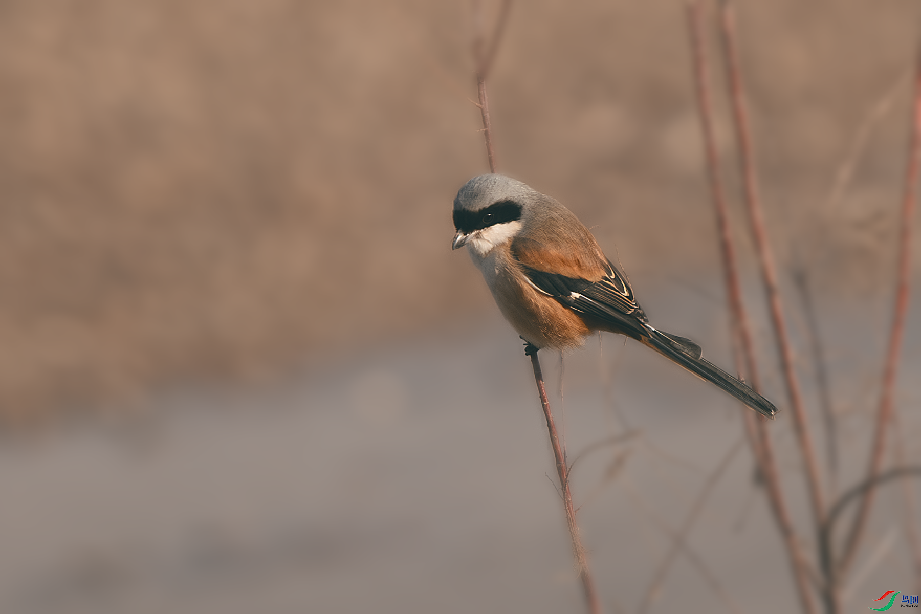 _DSC8472-����ǿ-NR.PNG