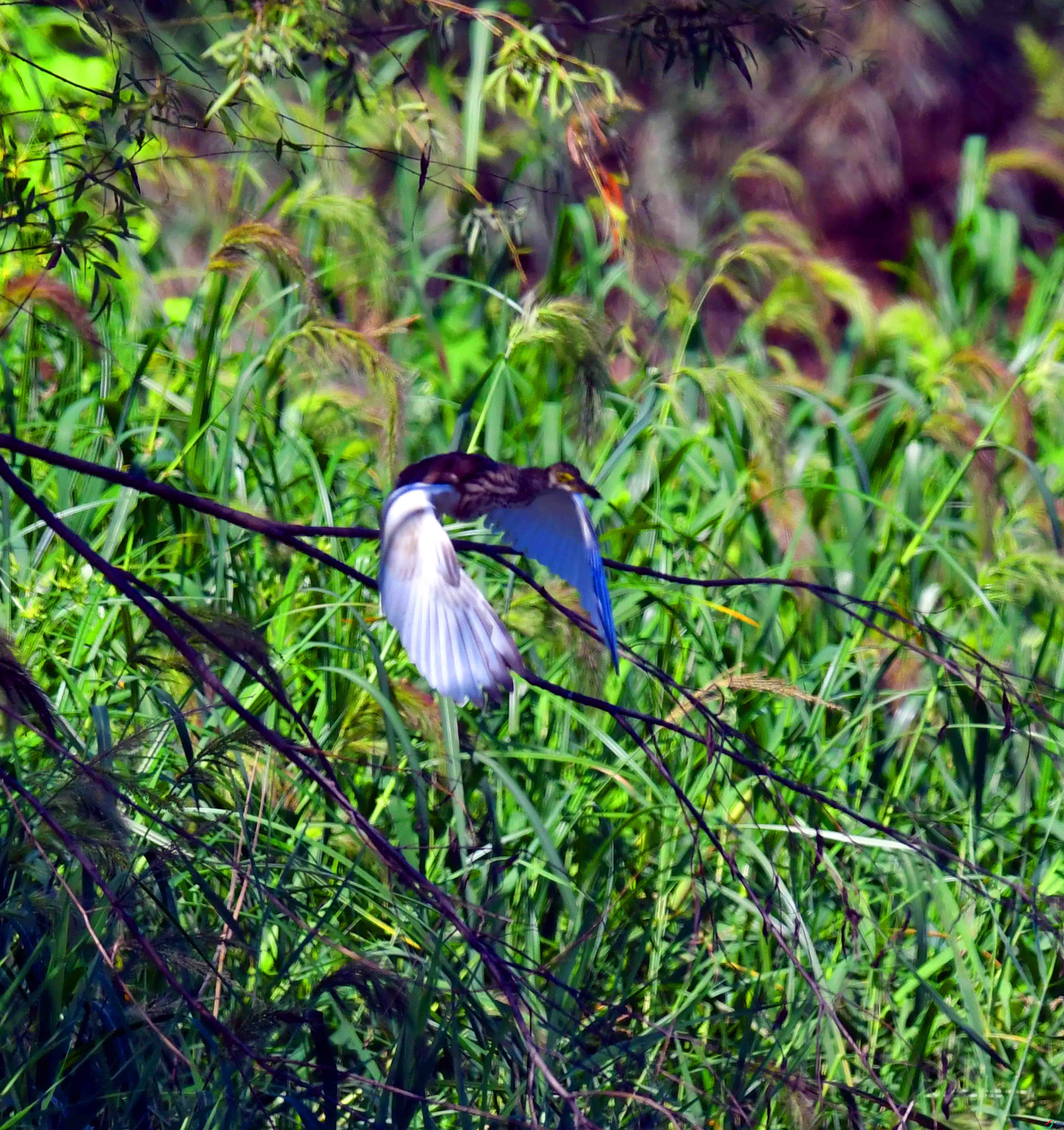 DSC_5498.JPG