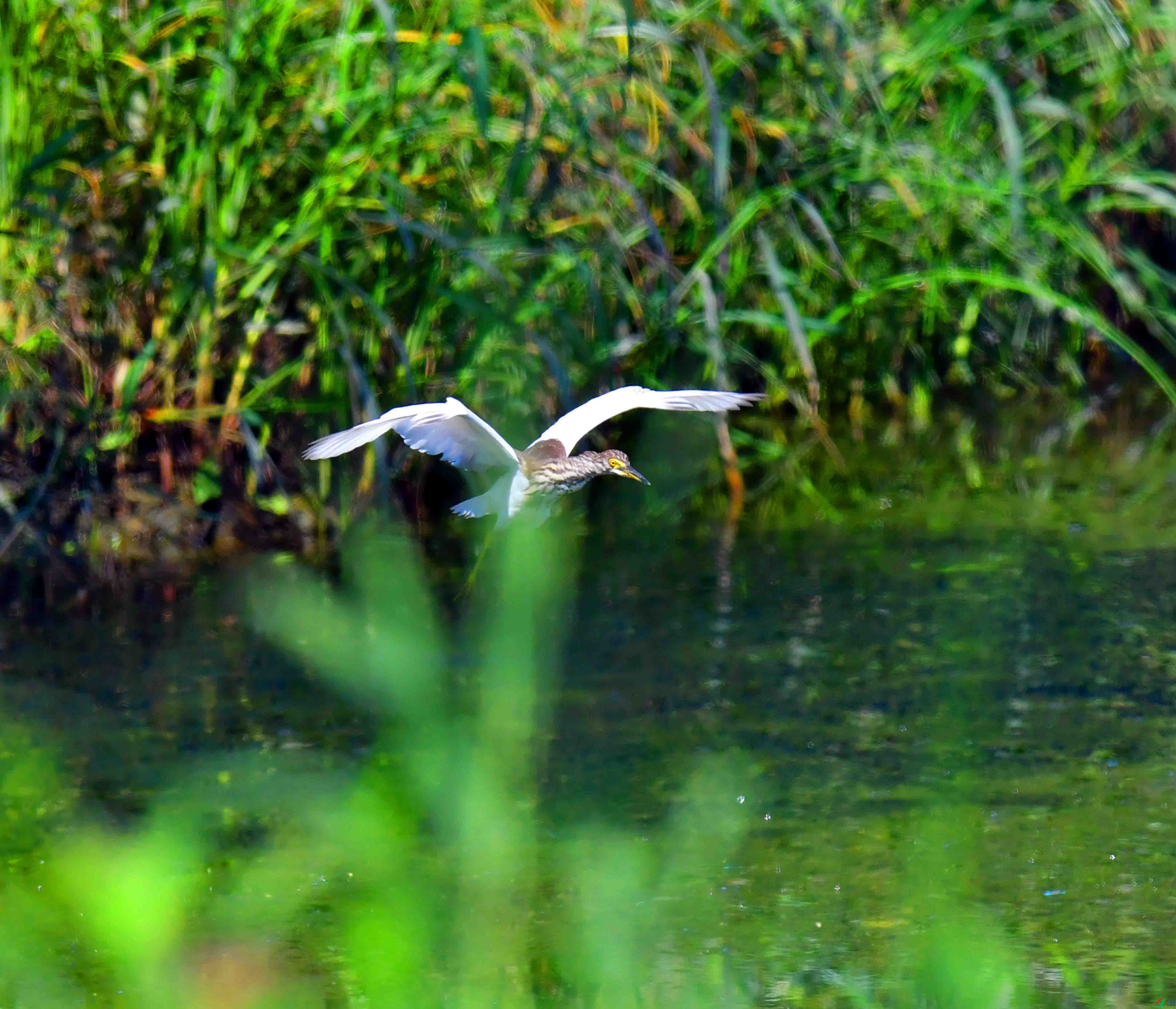 DSC_5500.JPG