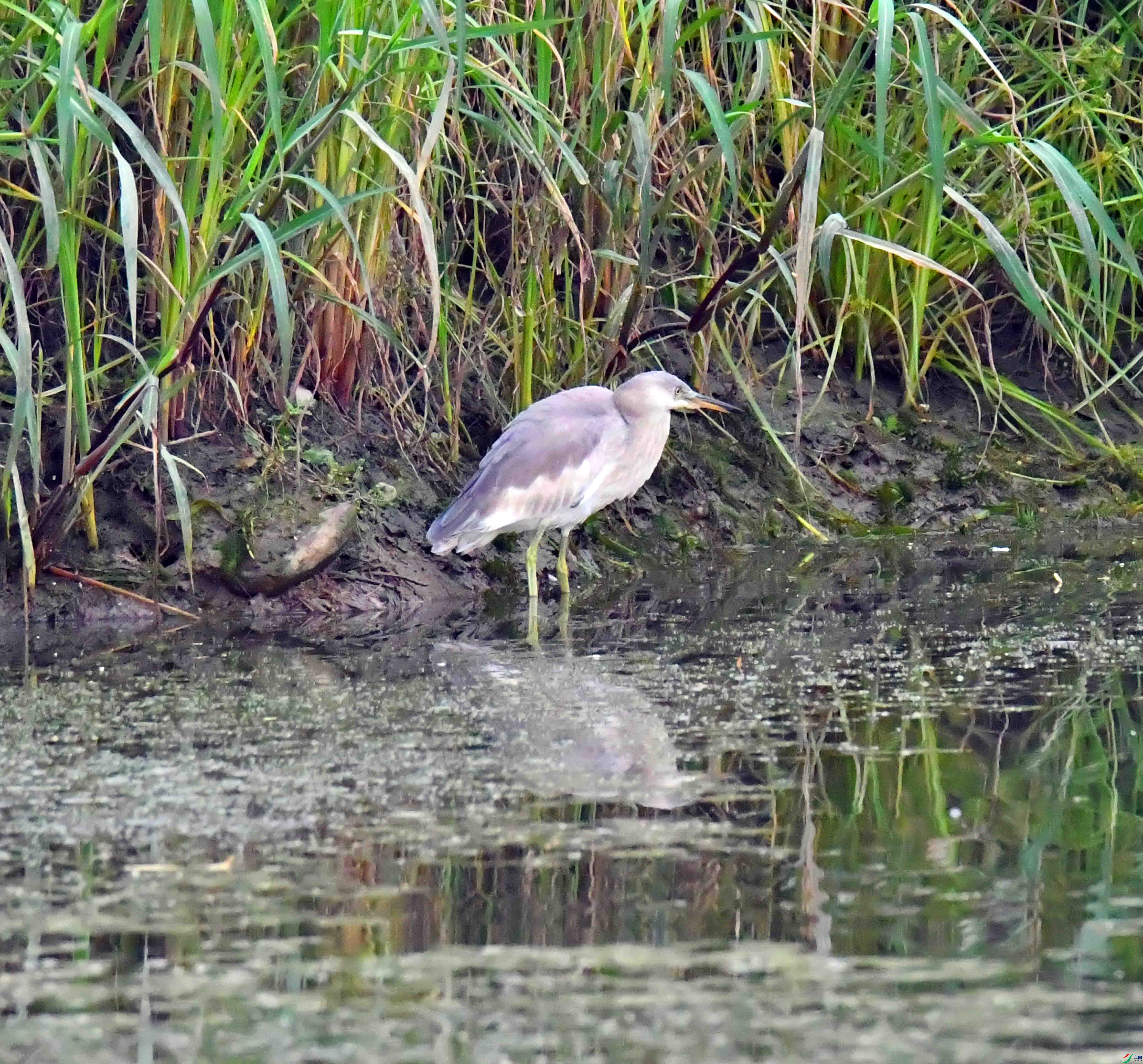 DSC_6480.JPG