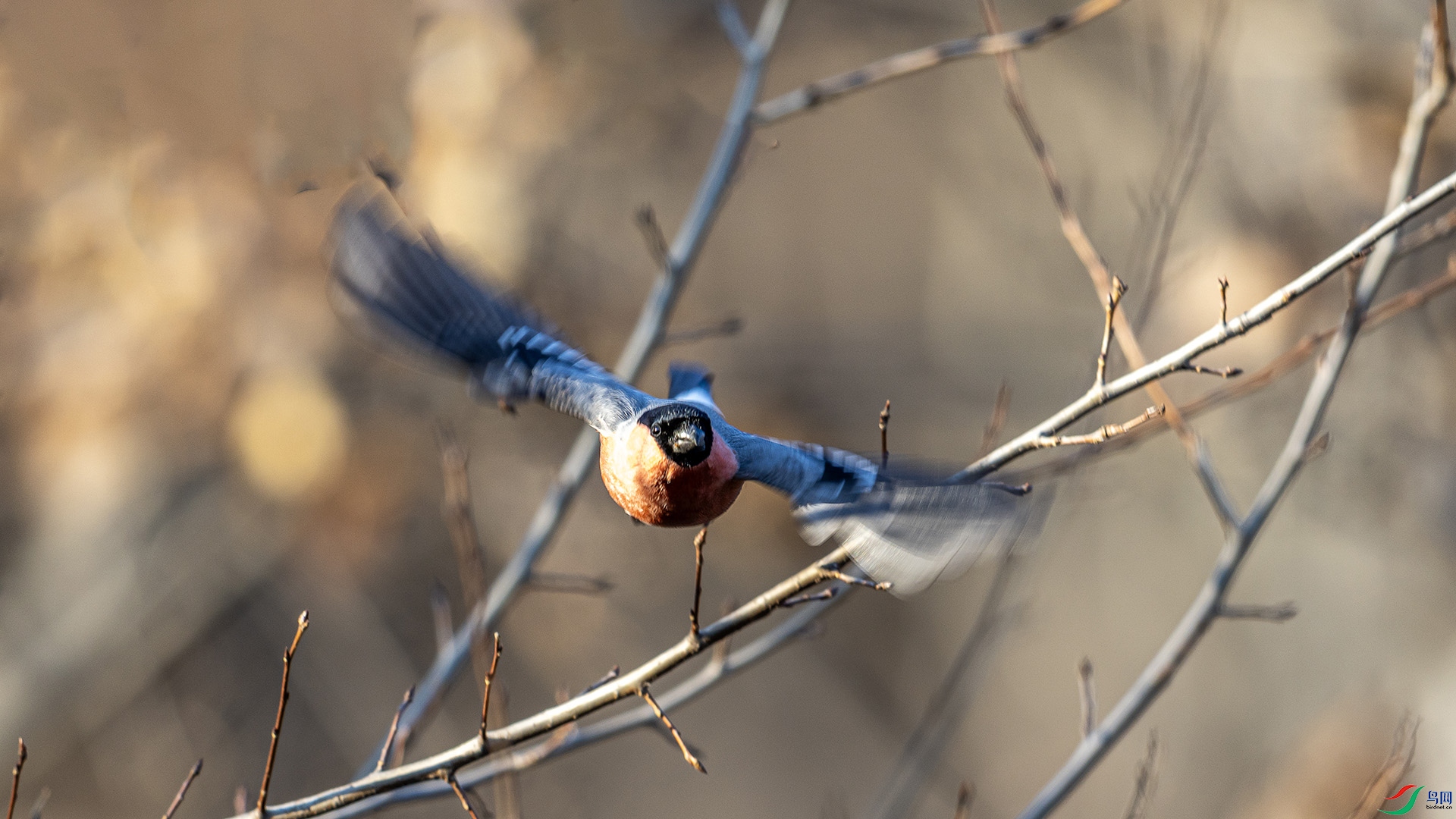 051A2125 ����n.jpg