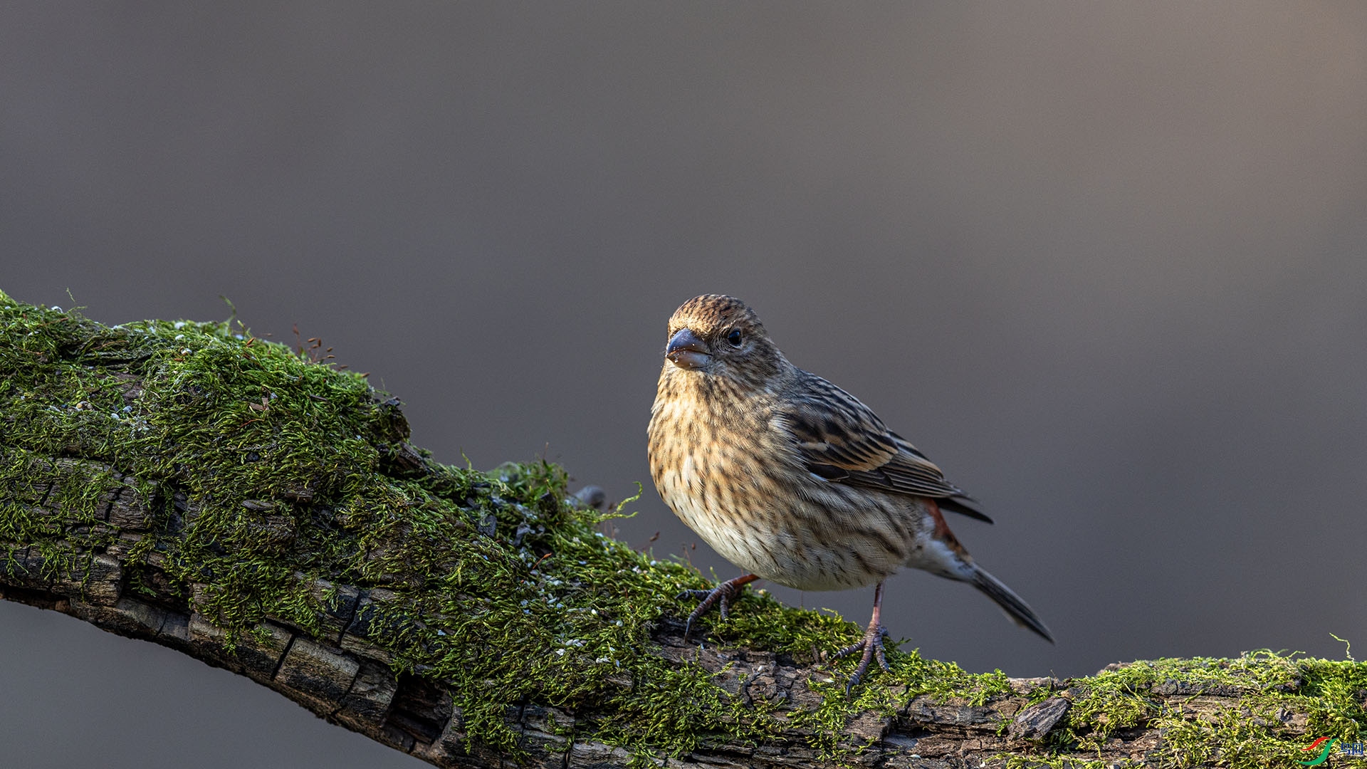 051A2457 ����n.jpg