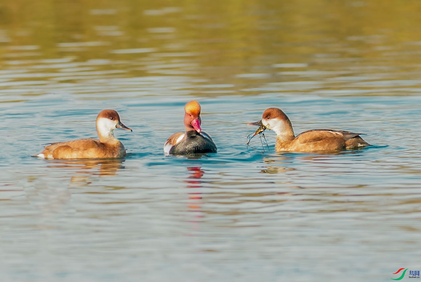 0N6A6014-�ָ��� ����.jpg