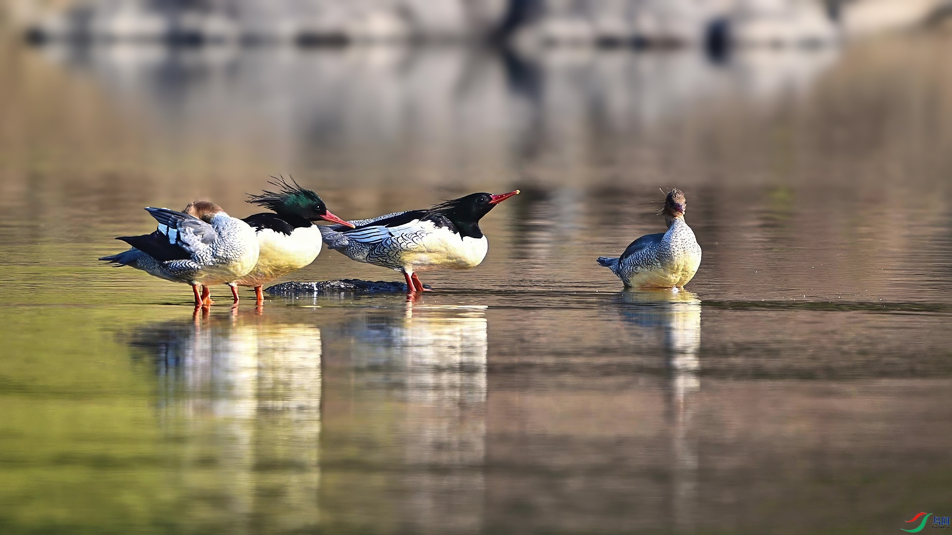 11��23��-���� ����.jpg