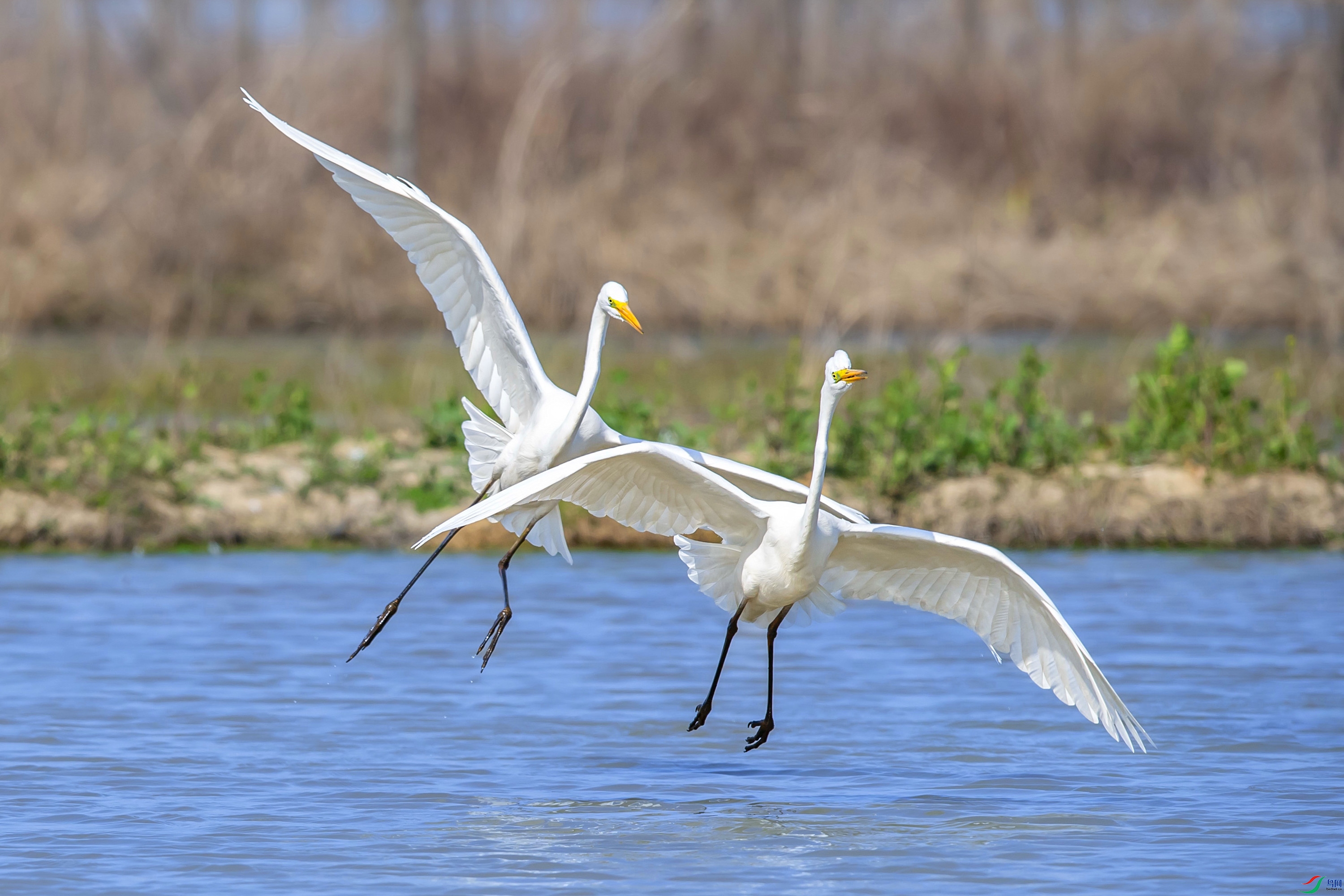 DSC_0782.jpg