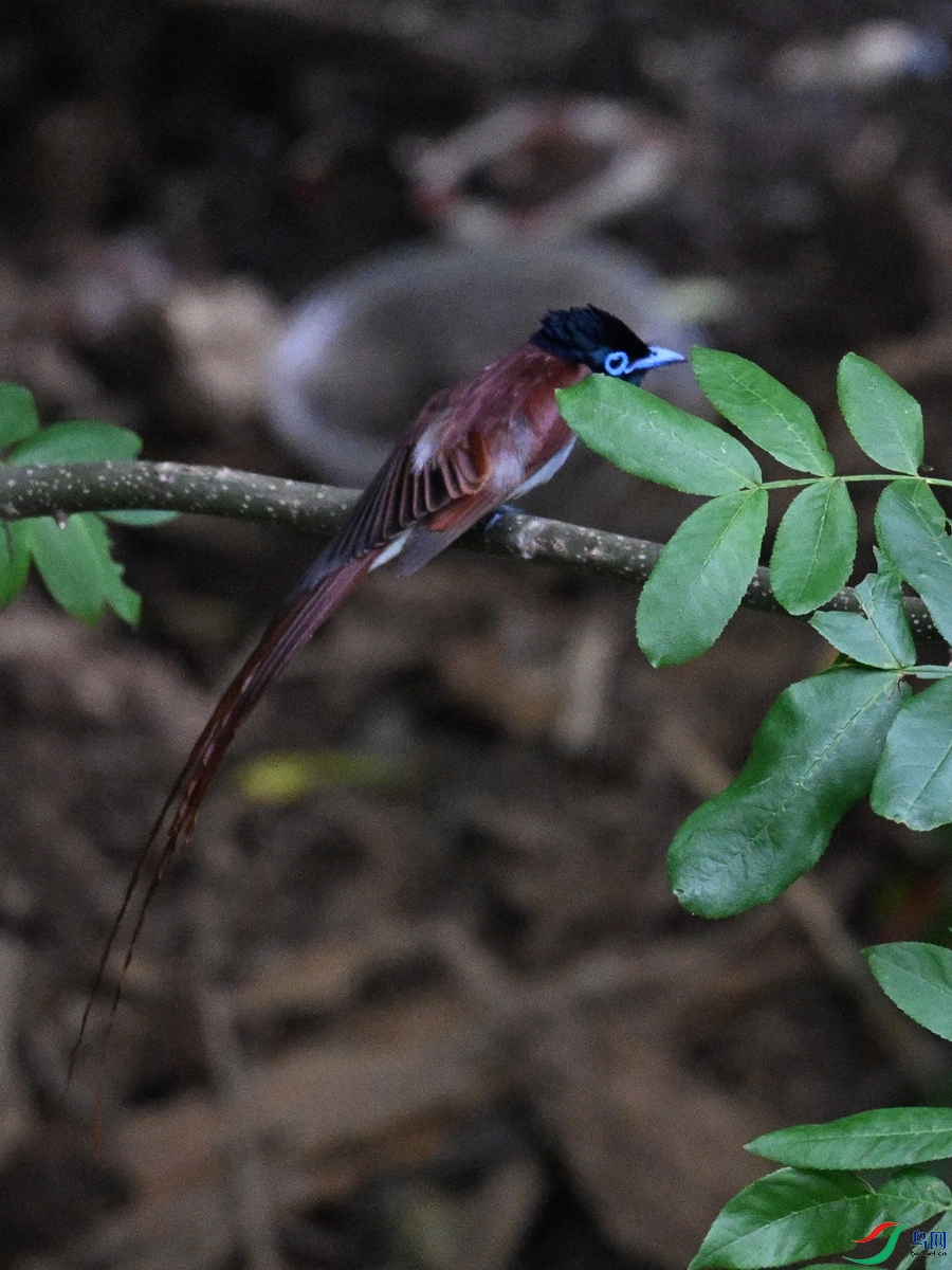 DSC_8226.JPG