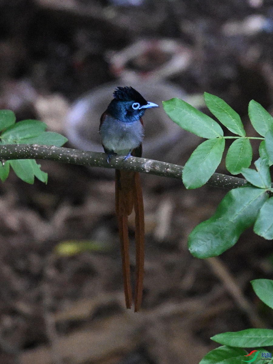 DSC_8246.JPG