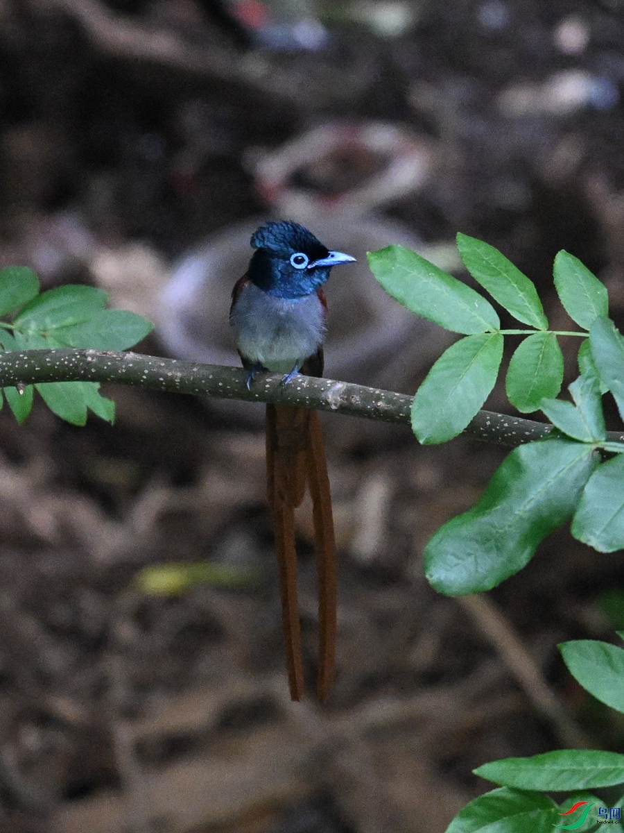 DSC_8237.JPG